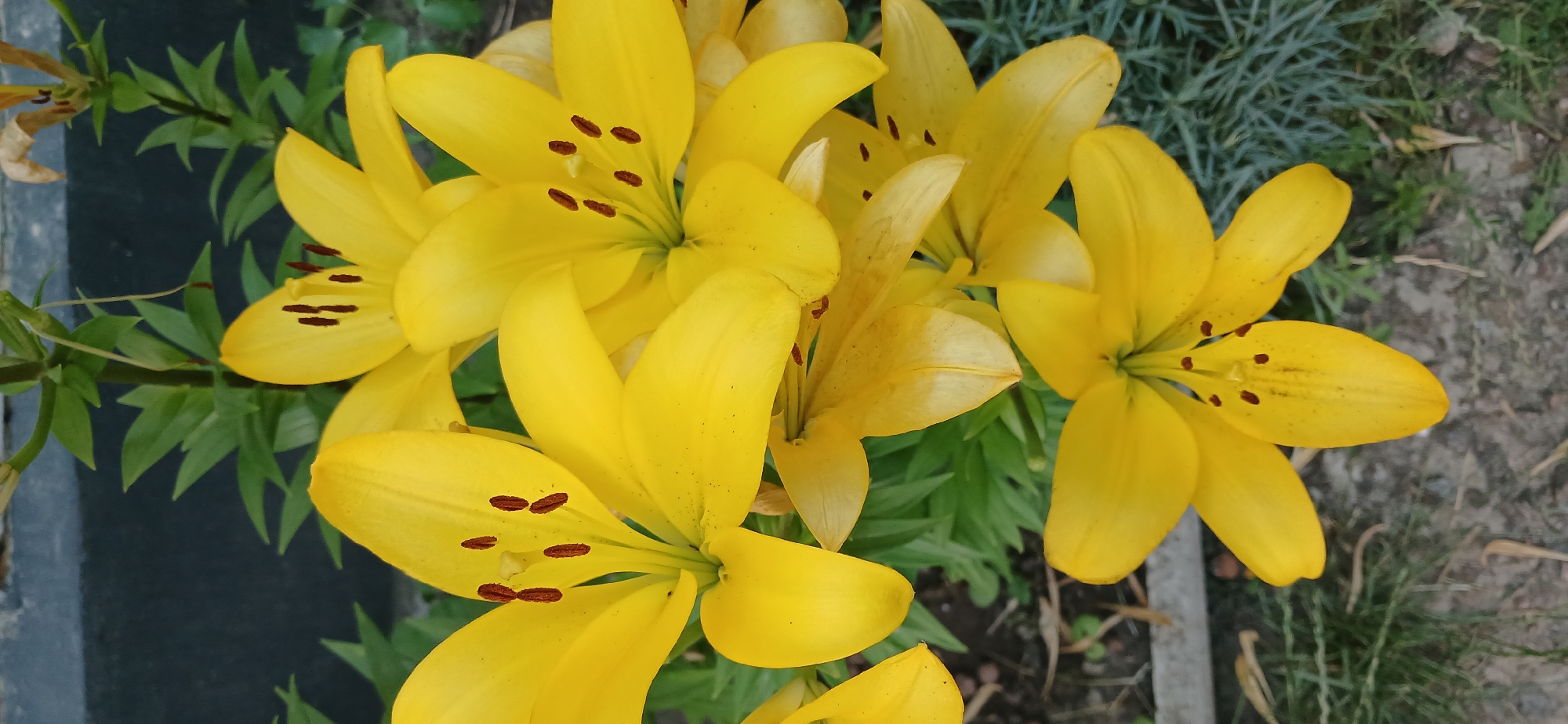 A close-up, vertical shot focuses on a cluster of bright yellow lily flowers. The lilies are in various stages of bloom, with some fully open and others partially unfurled. Each flower features six prominent petals, curved inwards towards the center, where dark brown stamens tipped with pollen are visible. The petals are a vibrant yellow, with some showing subtle hints of orange or lighter yellow near the center. The background consists of blurred green foliage and a dark, out-of-focus surface, possibly a wall or fence. The overall impression is one of natural beauty and vibrant color, suggesting a garden setting.
Without any specific landmarks or identifiable structures within the image, it is not possible to determine the precise location within the city of Sumy, Ukraine. The scene depicts a natural element common to many outdoor environments.