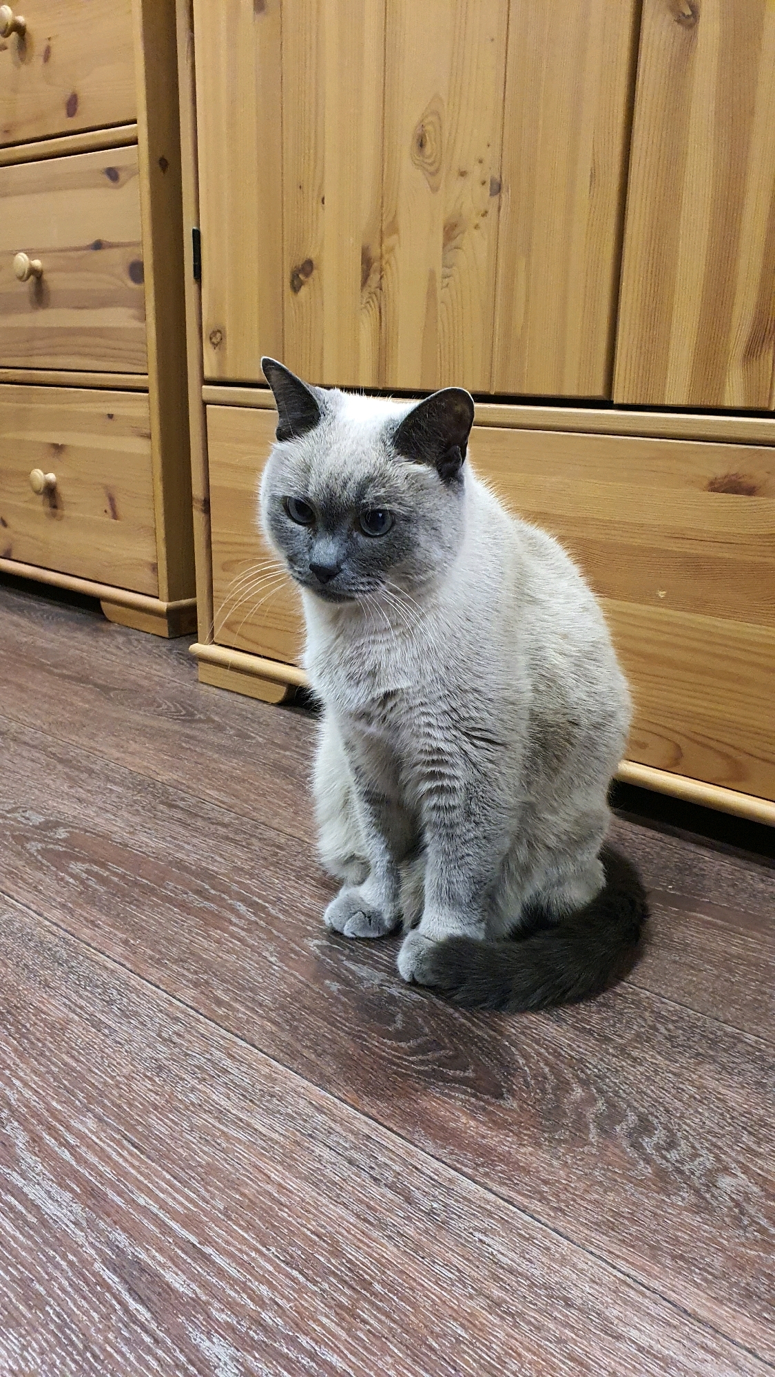 A medium shot photo shows a light-colored cat with dark points sitting on a wooden floor in front of a wooden dresser. The cat is facing to the left of the frame with its head tilted down. The cat's fur is light beige on its body, with darker gray fur on its ears, face, paws, and tail. It has large, expressive blue eyes and long white whiskers. The dresser is made of light-colored wood with visible grain and has several drawers. The floor is made of dark brown wood planks with a visible wood grain pattern. The lighting appears to be from an indoor source, casting soft shadows. The scene is domestic and static. The location is not specified within the image or any provided context.