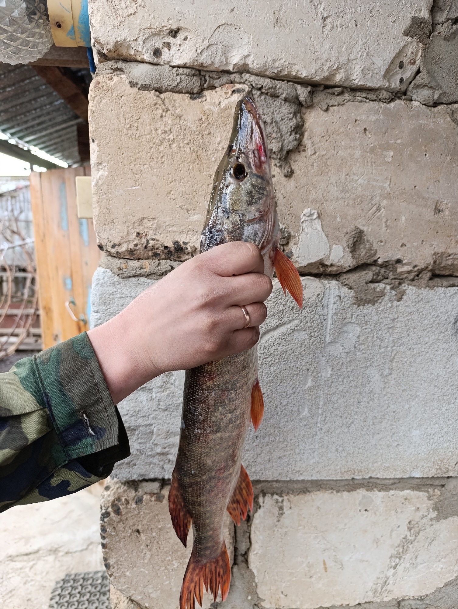 A person wearing a camouflage jacket and a wedding ring is holding a dead pike fish in front of a rough, concrete wall. The fish is suspended vertically, its body covered in reddish-brown scales and its fins a reddish-orange color. The fish's head is near the top of the frame, and its tail is towards the bottom. The background includes a partial view of a building with a corrugated metal roof and a light-colored wall with a blue trim. The image was taken in the city of Уральский, Russia.