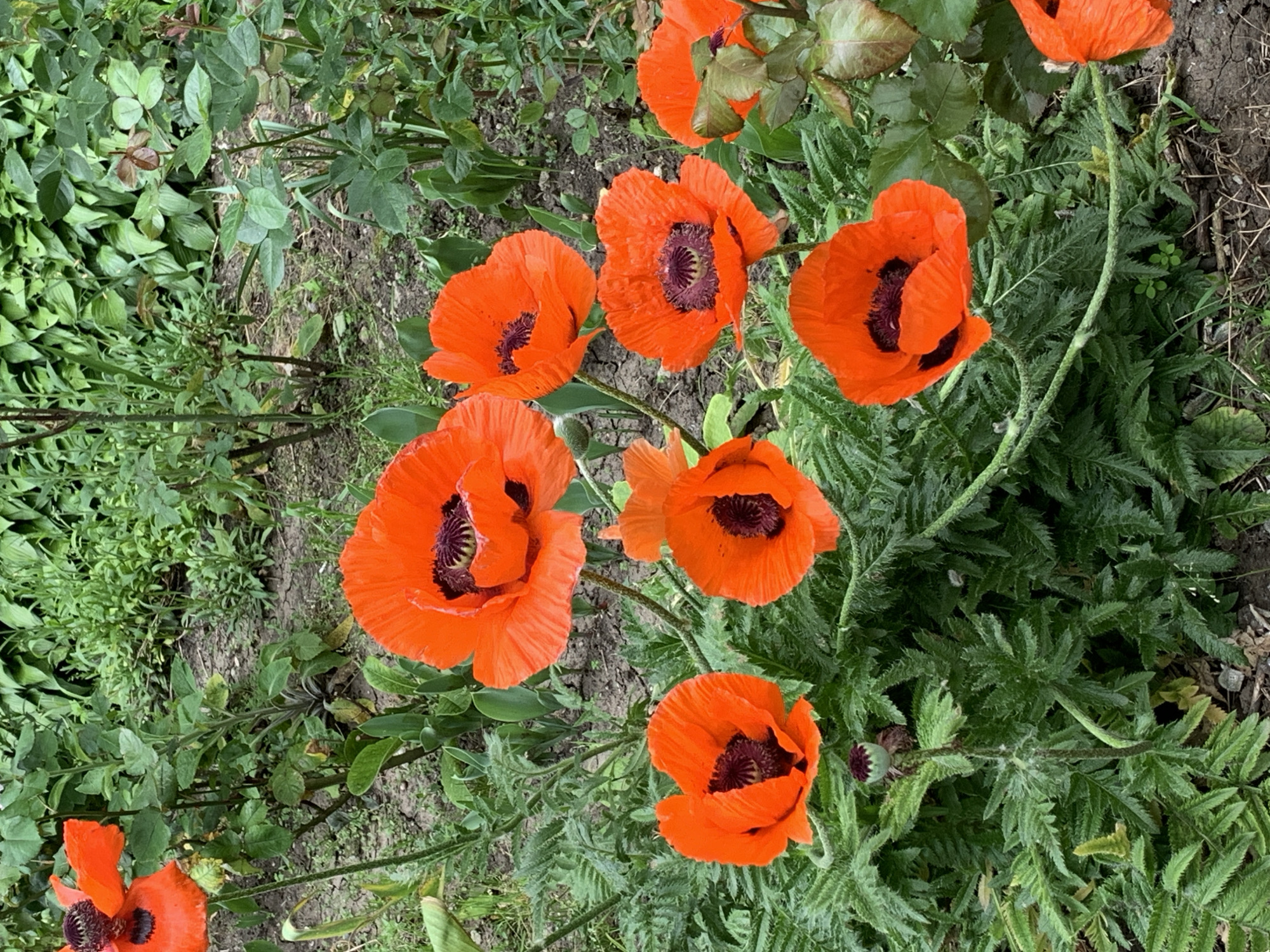 A close-up, high-angle shot captures a cluster of vibrant orange poppies in full bloom. The flowers, with their delicate, crinkled petals and dark centers, are interspersed with lush green foliage and dry, cracked soil. Some of the poppies are fully open, revealing their intricate stamens, while others are partially closed or budding. The background is a blur of green leaves and plants, suggesting a garden setting. The lighting is natural, and the focus is sharp on the poppies.