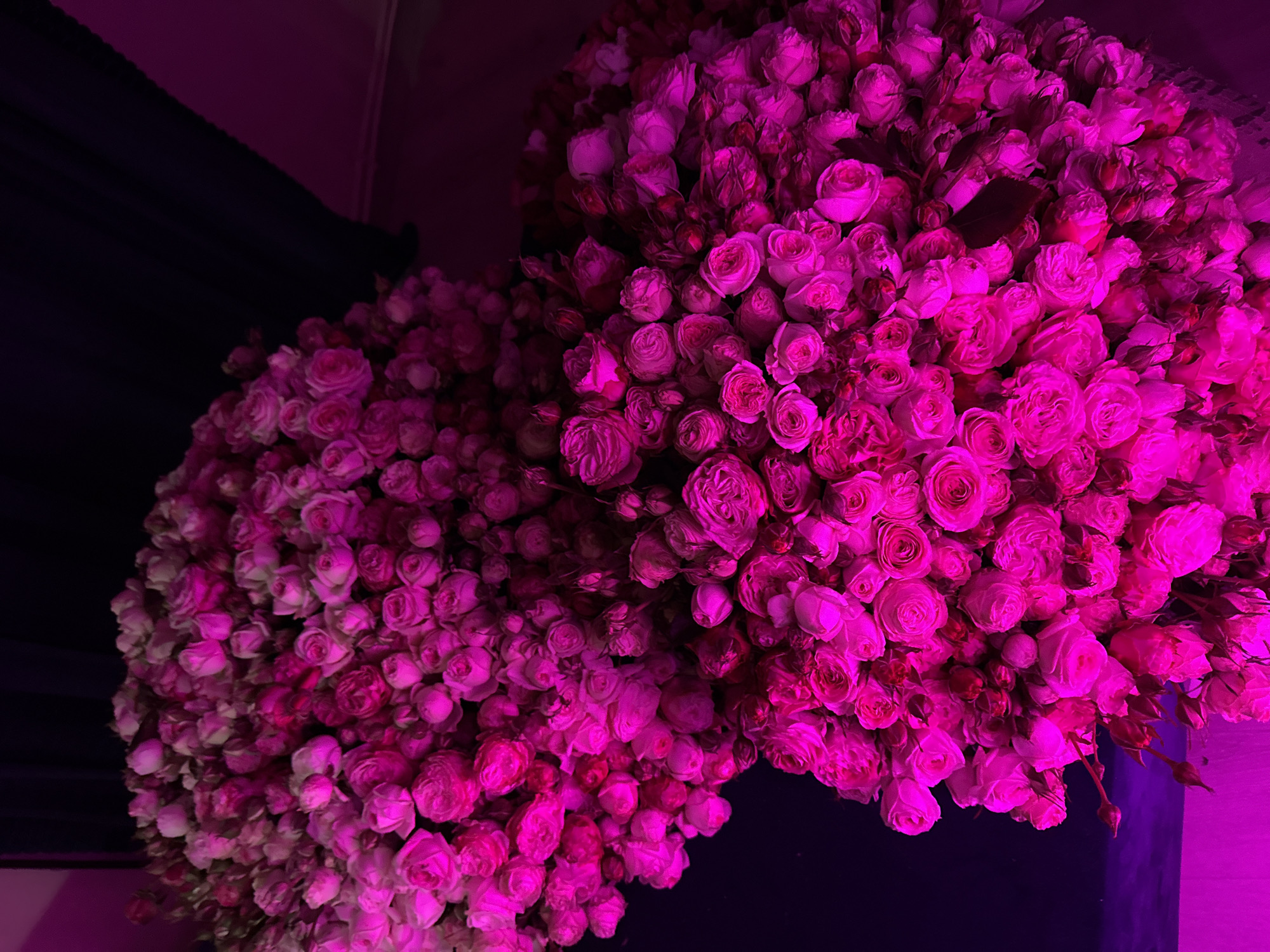 Two large, round clusters of pink roses dominate the frame. The clusters appear tightly packed, with individual roses blending together. Dark areas partially obscure the roses. A dark curtain is visible on the left side. The scene is lit with a pink hue, possibly artificial lighting. There is no evidence in the image to identify Yerevan, Armenia.