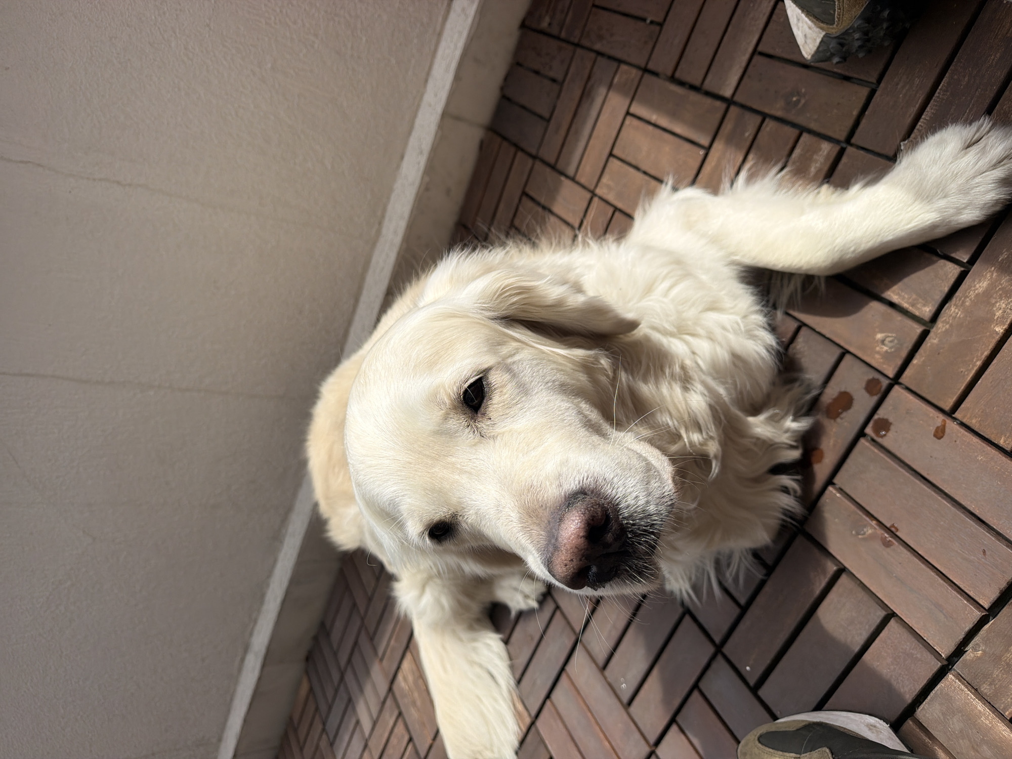 A golden retriever dog is lying on a brown wooden deck. The dog is facing the camera with its head tilted up. The dog's nose is pink and black. There is a white wall behind the dog on the left side of the image. Part of a shoe is visible in the top right and bottom right corners of the image. Water droplets are scattered on the deck surface. The image was likely taken outdoors in an area with residential features, but the city of Sofia, Bulgaria cannot be determined from the image.