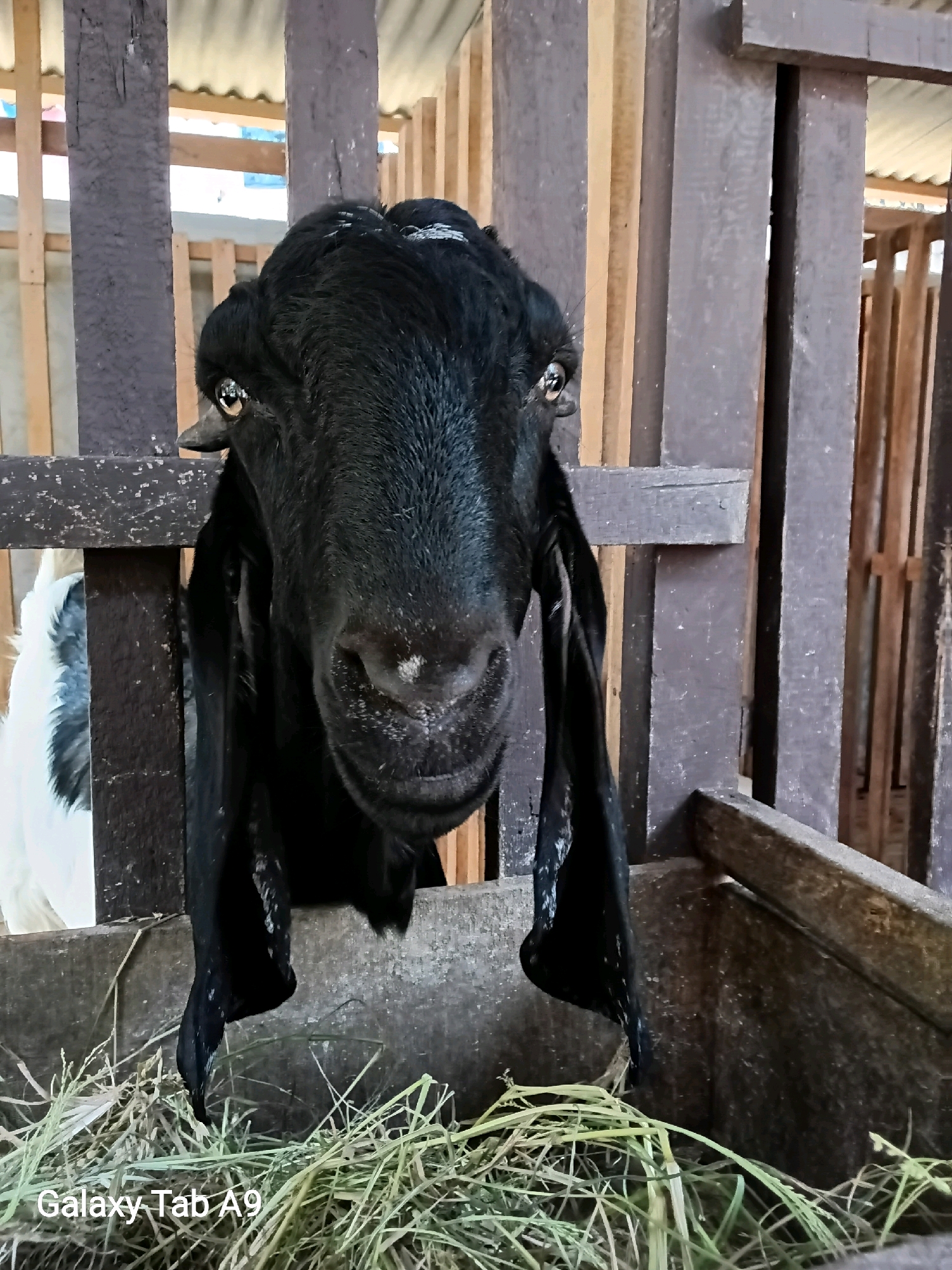 This image depicts a close-up, head-on view of a black goat with long, floppy ears. The goat is positioned behind a wooden fence and appears to be in an enclosure. There is a small amount of hay in the foreground. To the left, a white goat is partially visible. The background consists of more wooden structures and what appears to be a corrugated metal roof. The image was captured using a "Galaxy Tab A9" device, indicating a modern photographic context. The overall impression is that of an agricultural setting, likely a farm or animal enclosure, with the goat being the primary subject.