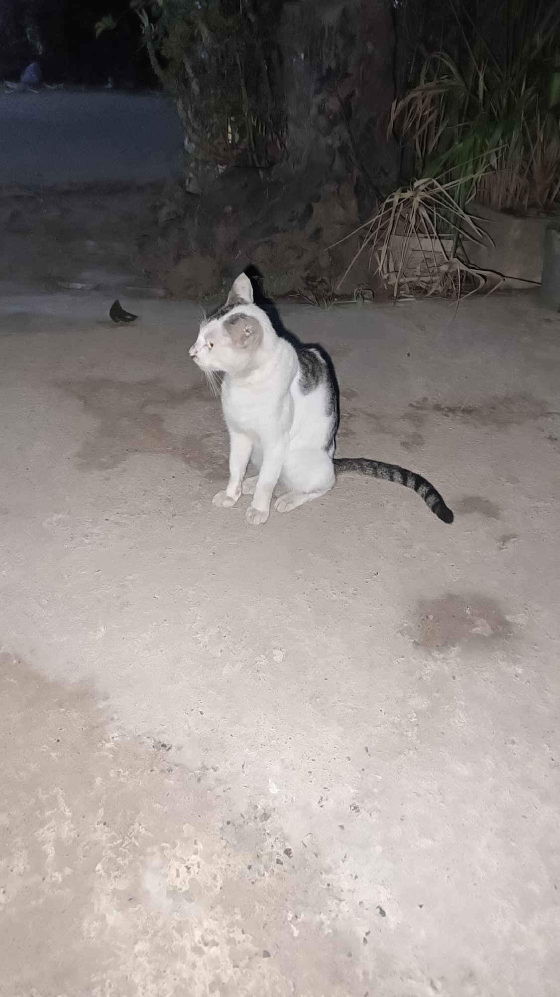 A medium shot captures a cat sitting on a concrete surface at night. The cat, primarily white with gray patches on its back and tail, is facing left with its head turned to look towards the left side of the frame. Its tail is curved and rests on the ground behind it. The concrete surface appears damp and has a slightly uneven texture. In the background, to the left, a dark, leafy bush is visible. To the right, a cluster of dry, grass-like plants is present, bordering a lighter-colored wall. The overall lighting suggests it is nighttime, with some artificial light sources illuminating the scene. A small, dark object, possibly a bird, is faintly visible on the ground to the far left, near the bush. The environment appears to be an outdoor area, possibly a courtyard or alleyway within the city of Kebumen, Indonesia.