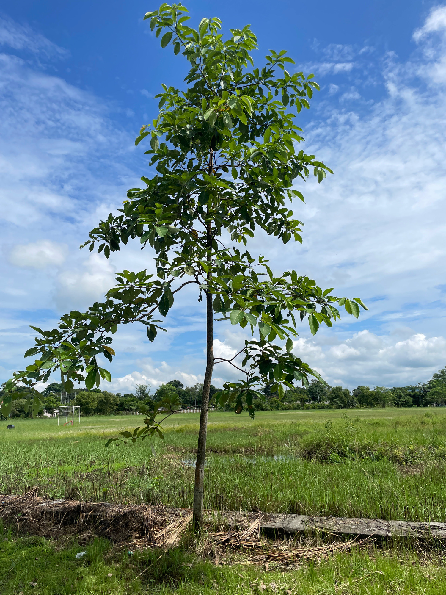 A single, medium-sized tree with green leaves stands in the center of a grassy field under a bright blue sky with scattered white clouds. The tree has a slender, dark brown trunk and branches extending outwards, some of which droop downwards. In the background, there is a soccer goal and further beyond, a line of trees. The foreground consists of tall, green grass and some debris, possibly dried vegetation and wood, around the base of the tree. The scene appears to be in an open, rural or semi-rural area, possibly a park or field on the outskirts of Balajan, India. There are no people or animals visible in the image.