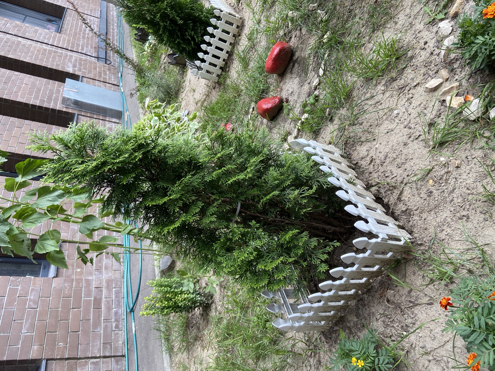 The image depicts a small, ornamental garden area adjacent to a brick building. In the foreground, a young evergreen tree, possibly a Thuja, is enclosed by a small white picket fence. Behind it, a tall sunflower plant with large leaves reaches upwards. To the left, a small bush with dense green foliage is visible, and further back, another evergreen tree is partially visible, also with a white picket fence. Two red-painted rocks are situated in the sandy soil on the right side of the image, surrounded by sparse green grass and some fallen leaves. A teal-colored garden hose snakes across the ground in the background, near the base of the brick building. The building itself is constructed of reddish-brown bricks and has dark-framed windows. The overall impression is of a recently maintained or partially established garden. The specific location in Balashikha, Russia, cannot be determined from the visual information provided.