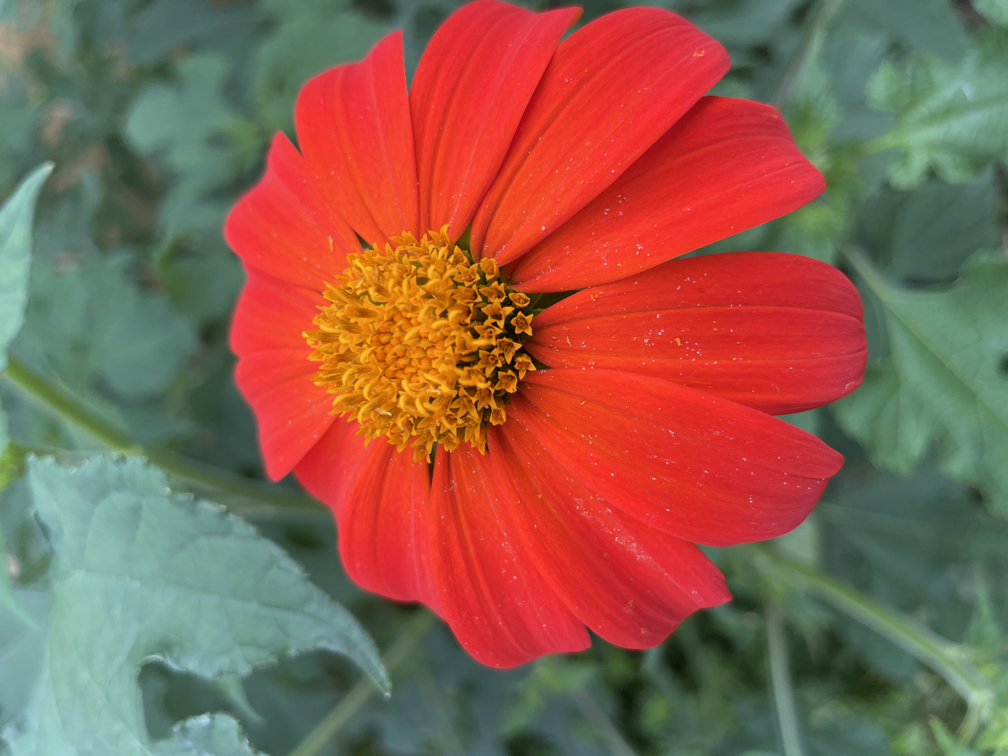 A bright red flower with a yellow center is in full bloom, with its petals spread wide. The flower is set against a backdrop of lush green leaves and stems, creating a vibrant natural scene. The image is a close-up shot, focusing on the intricate details of the flower's petals and the texture of its central disk. There are small droplets of water on the petals, suggesting recent rain or dew. The overall impression is one of natural beauty and vitality. The image is of a flower in a garden, possibly in Cambridge, Massachusetts, USA.