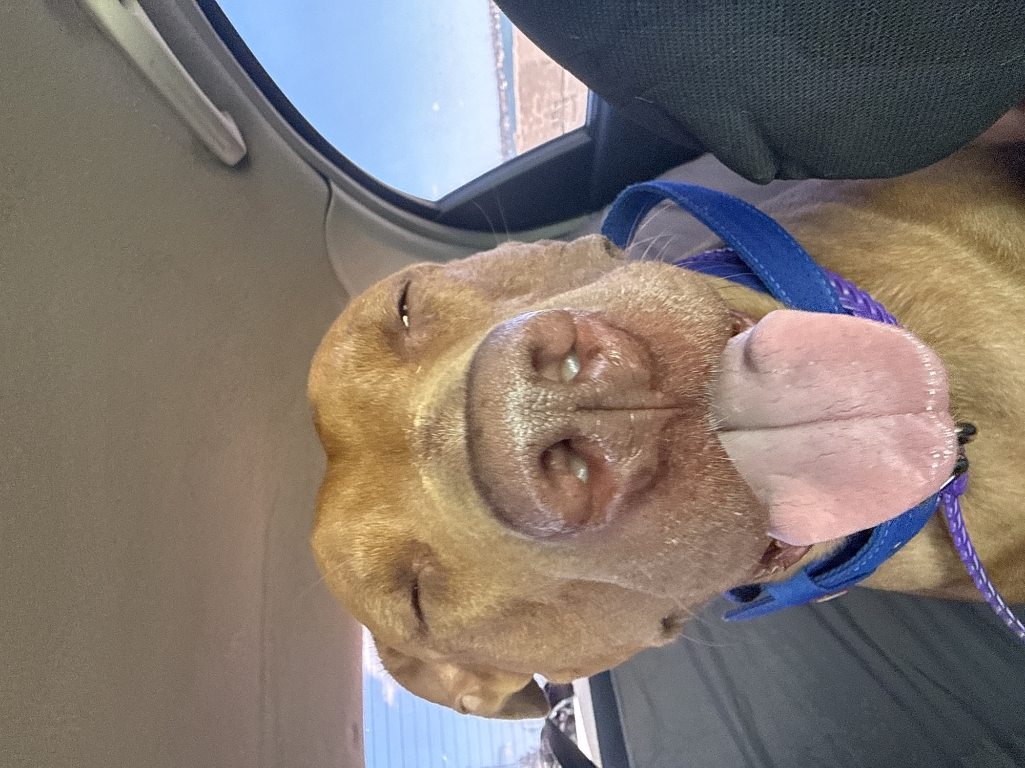 A close-up, eye-level shot features a tan-colored dog with its eyes closed and tongue hanging out, sitting in the passenger seat of a car. The dog is wearing a blue collar with a purple leash attached. The interior of the car, including the headliner and a gray seat, is visible. Through the car window, a hazy blue sky and a distant, undefined landscape are visible. The shot is taken from a front-facing perspective. There is no information in the image to indicate this location is in Odesa, Ukraine.