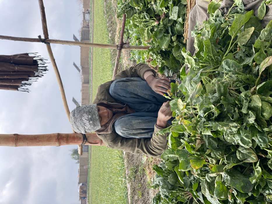 A person in a gray knit cap and jacket crouches among lush green leafy vegetables. They are wearing blue pants and are focused on handling the vegetables. A bamboo structure is partially visible on the left, with a brown fabric hanging from it. The background shows a field, distant buildings, and a cloudy sky. The scene appears to be a rural agricultural setting.