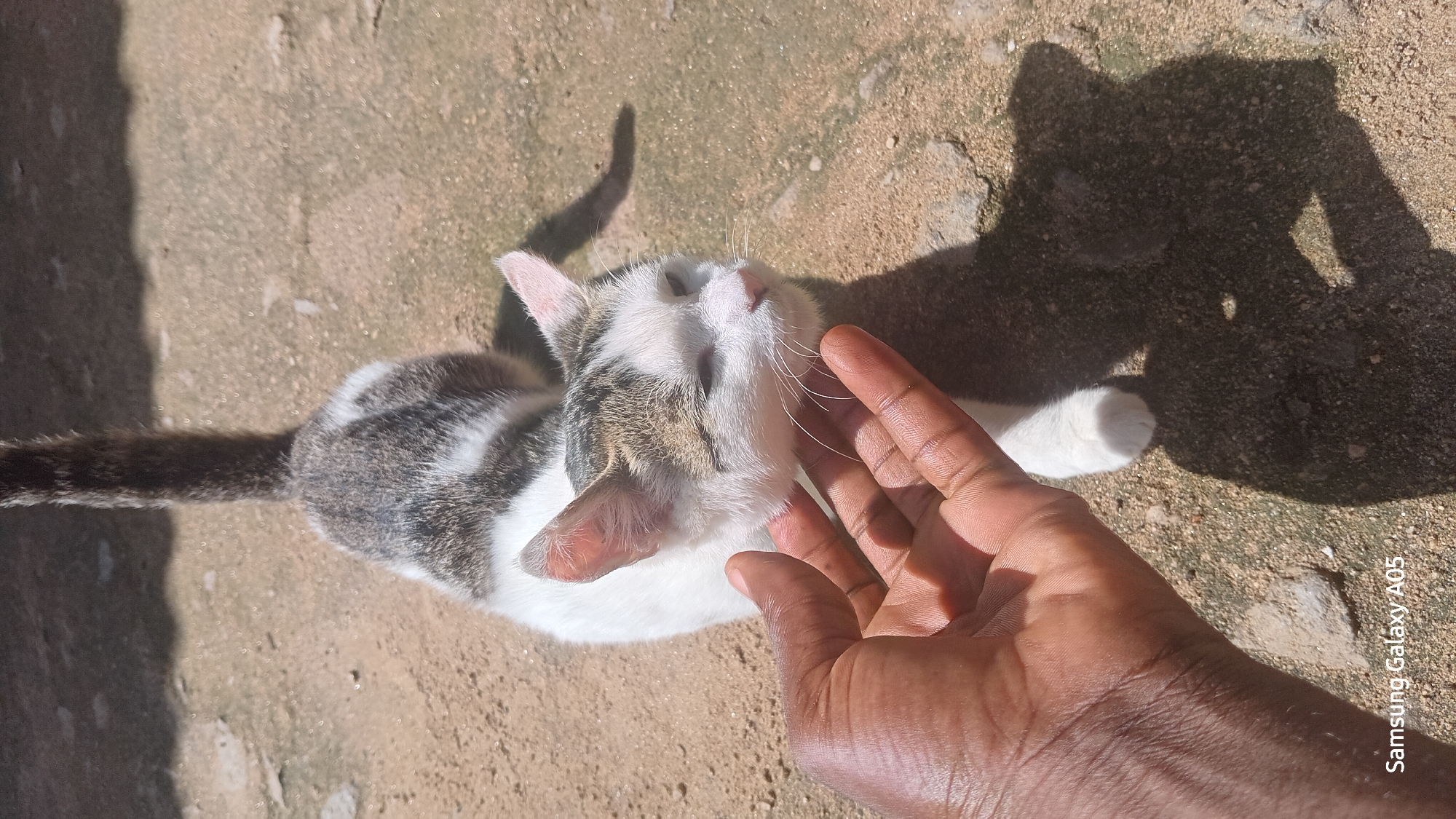 In Ribina East, Nigeria, a person's hand, with dark skin, gently strokes the head of a white and grey tabby cat outdoors on a sandy, sunlit ground. The cat appears relaxed, with its eyes partially closed. The background shows a shadow cast by the cat and the person. The lower left corner of the image displays the text "Samsung Galaxy A05".