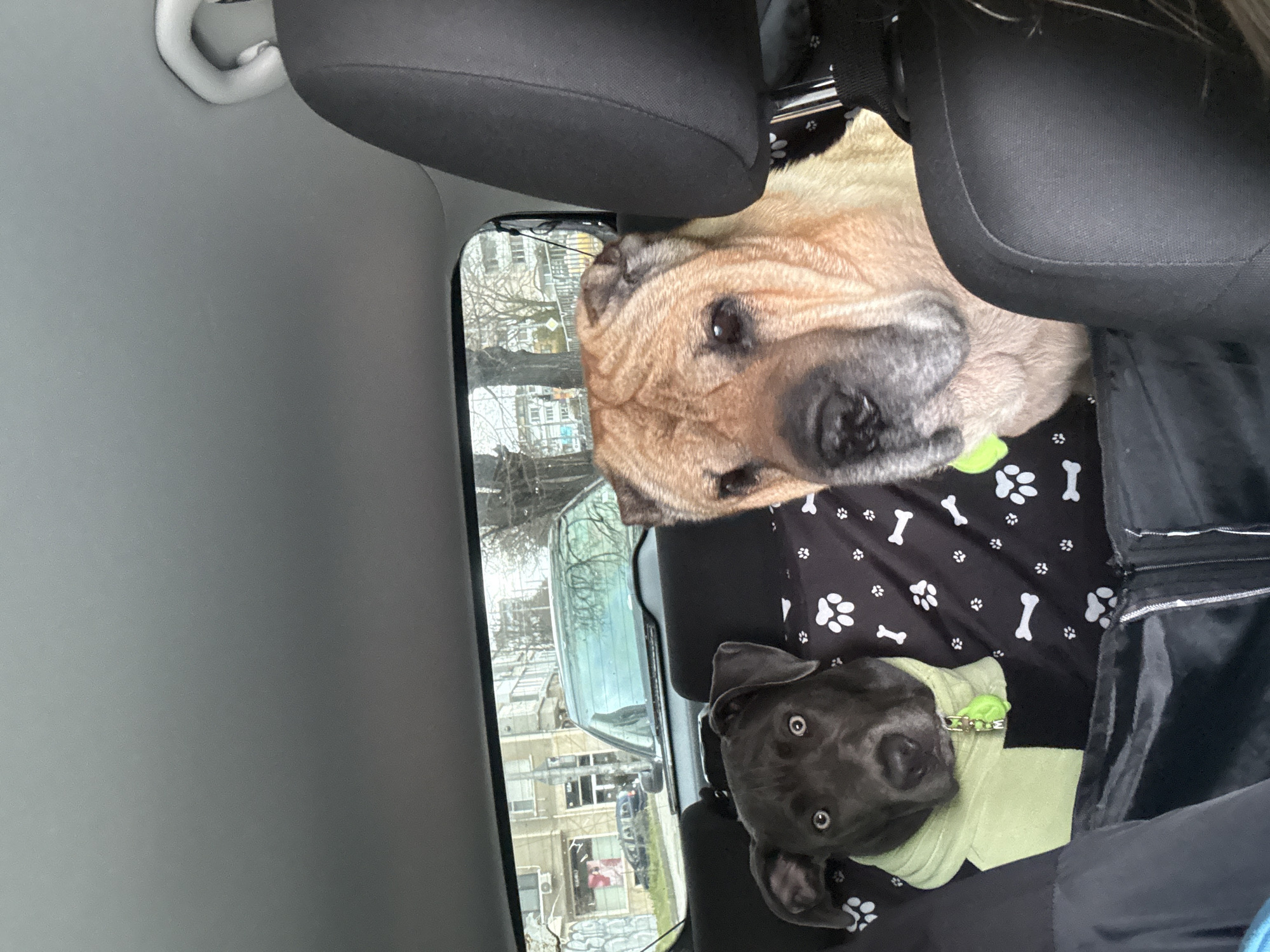 Two dogs are sitting in the backseat of a car. One is a tan Shar Pei, and the other is a grey American Pit Bull Terrier wearing a light green sweater. They are on a black blanket with white paw prints and bones. The car is moving, and buildings are visible through the window. The location appears to be Varna, Bulgaria, based on the architecture visible through the car window. The car is driving on an overcast day.