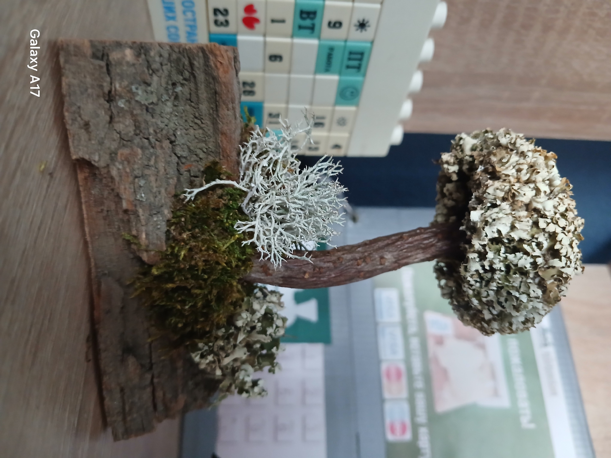 A handmade decorative tree is the main subject. The tree's base is a piece of bark with green moss and white lichen attached. A brown stick serves as the trunk, and the tree's crown is composed of what appears to be dried, light-colored lichen or similar material. A set of calendar cubes rests behind the base, with "Пт," "BT," and the number 23 visible. The text "РАБОТА" is also visible on the calendar cubes.
The camera used to capture the image, "Galaxy A17," is watermarked on the side. The scene is set on a flat surface, presumably a table, with parts of books or other printed materials visible in the background, with Cyrillic text, further indicating the possible location in Russia. The colors are muted, with the browns, greens, and whites of the materials dominating the composition.
There is no indication of it being located in the city of Yekaterinburg.