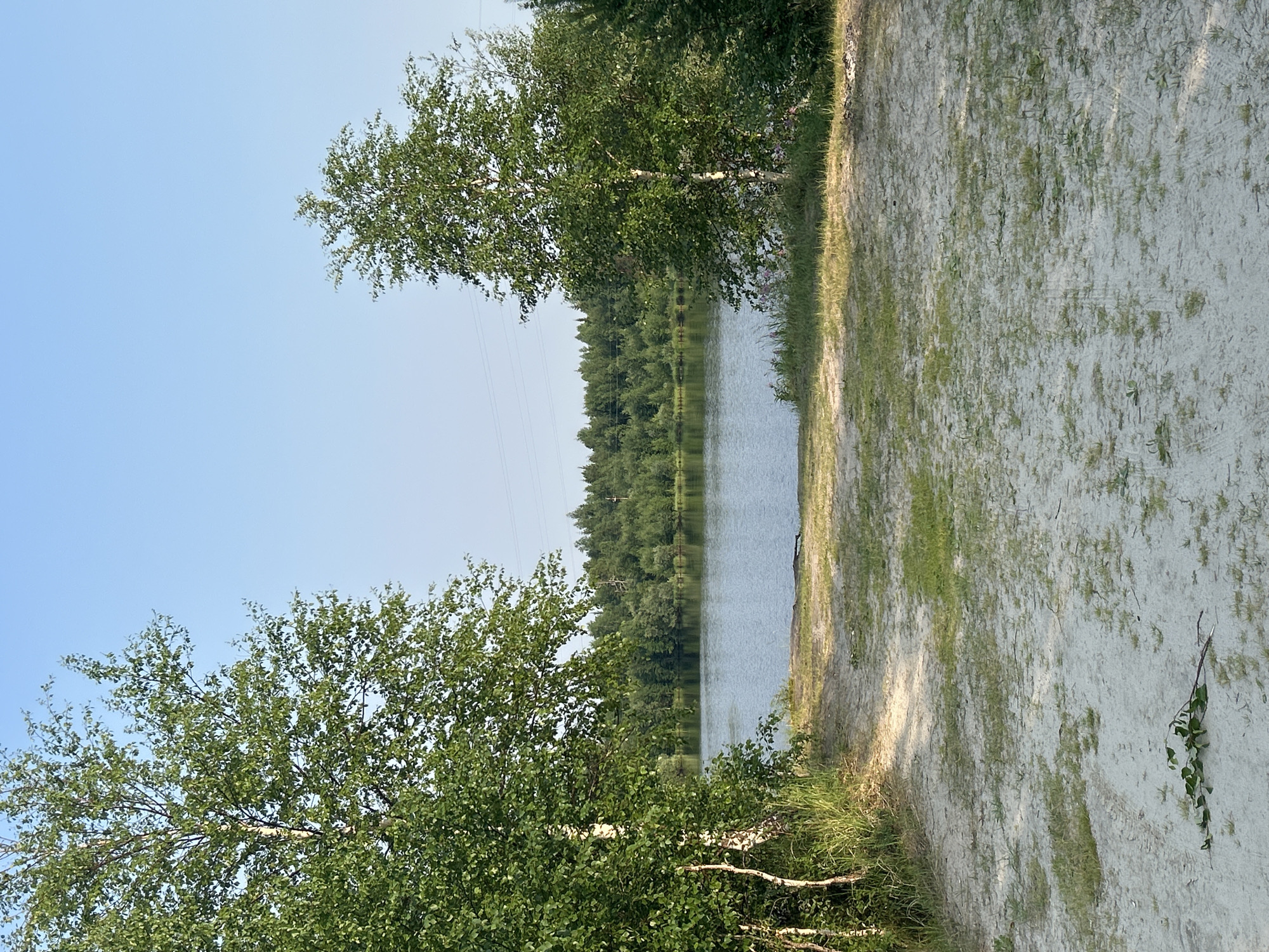 The image depicts a natural scene by a body of water, likely a lake, with a sandy bank in the foreground. The orientation of the image is vertical. Two birch trees with white bark and green foliage frame the left side of the scene. The lake occupies the mid-ground, reflecting the dense line of green trees that form the opposite bank. The sky is clear and pale blue, suggesting a daytime setting, likely morning or late afternoon given the soft lighting. The sandy bank to the right of the lake is partly covered with sparse green grass and shows some tire tracks. The overall atmosphere is serene and peaceful. There is no visible text in the image. The location is identified as Noyabrsk, Russia.