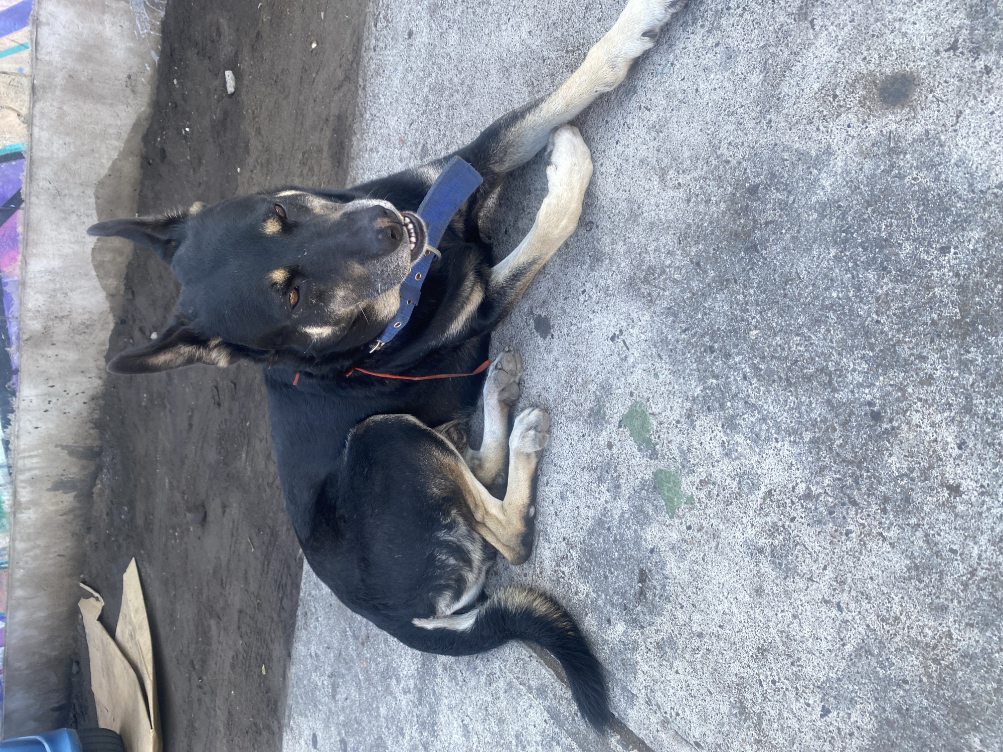 A black and tan dog is lying on a concrete surface in what appears to be an outdoor urban setting. The dog is wearing a blue collar and has a dark coat with lighter markings on its legs and muzzle. The concrete surface is cracked and stained. In the background, there is a darker area of dirt or soil with some debris and possibly some faded graffiti on a wall. The location is presumed to be in the city of Arica, Chile.