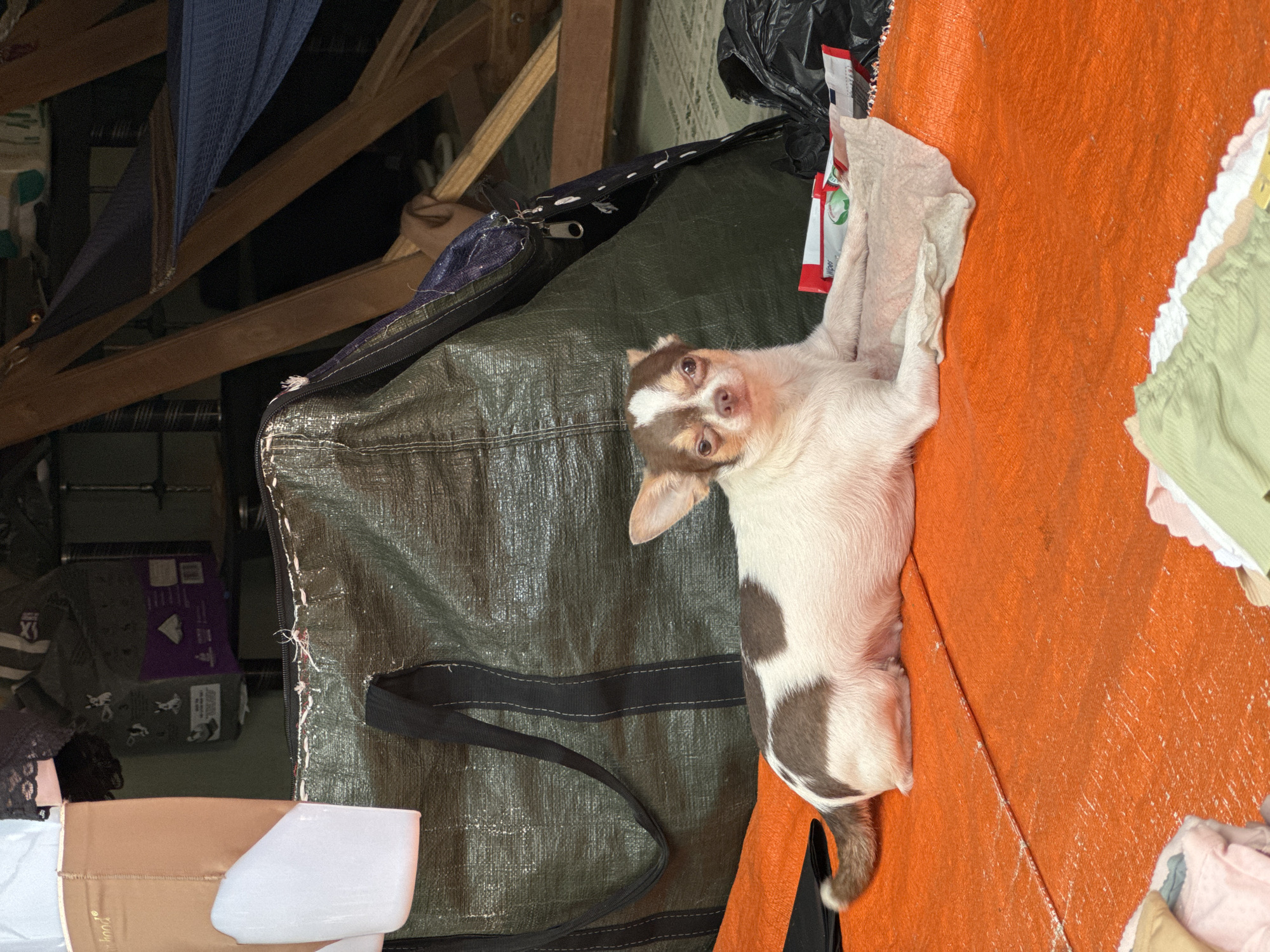 A small, tan and white Chihuahua dog is lying on an orange tarp. The dog is facing the camera, with its head slightly tilted. Its eyes are open, and its ears are perked up. The dog's body is mostly white, with tan patches on its back and head. The dog's tail is curled up over its back.
Behind the dog, there is a large, green tarp bag. The bag appears to be made of a heavy-duty material and has two black straps. The bag is partially zipped, and some items are peeking out. In the background, there are wooden beams and a blue hammock. To the right of the dog, there are several packages of wipes, a black trash bag, and some folded clothing.
The scene appears to be an outdoor storage area or a makeshift living space. The overall impression is one of a cluttered and utilitarian environment. The dog seems to be relaxed and comfortable in its surroundings. The location is in Mũi Né, Vietnam.