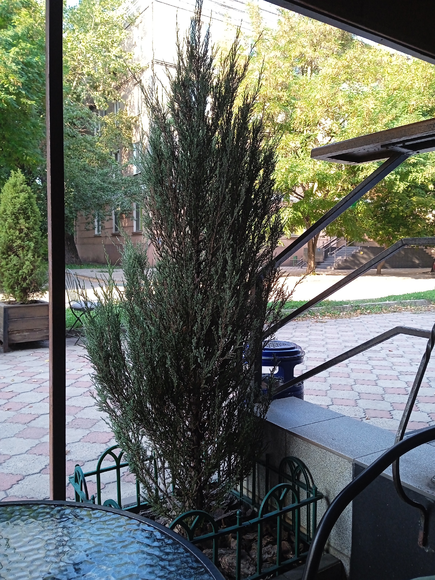 An outdoor scene, possibly a cafe or courtyard, is depicted. A tall, narrow evergreen tree, likely a juniper, is the central subject, situated within a decorative green metal fence. To the left, a shorter, conical evergreen tree is in a wooden planter box. In the background, a building with light-colored brickwork and white-framed windows is visible, partially obscured by lush green trees. A metal staircase with a railing leads upwards in the distance. A round, blue plastic waste bin is partially visible near the evergreen tree. In the foreground, a portion of a glass-topped table with a textured surface is present. The ground is paved with interlocking reddish-brown and gray hexagonal tiles. The overall lighting suggests a daytime setting with sunlight filtering through the foliage.