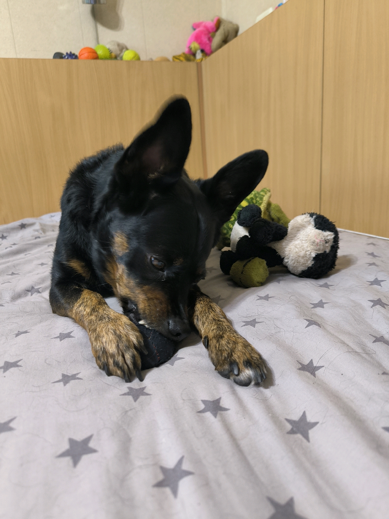A black and tan dog is lying on a bed with a star-patterned duvet. The dog is chewing on a dark-colored toy. To the right of the dog, there is a plush toy with black and white patches and some green fabric. In the background, there are wooden cabinets and a shelf with various colorful toys. The image appears to be taken indoors, possibly in a home. No specific location in Mykolaiv, Ukraine is identifiable from the image.