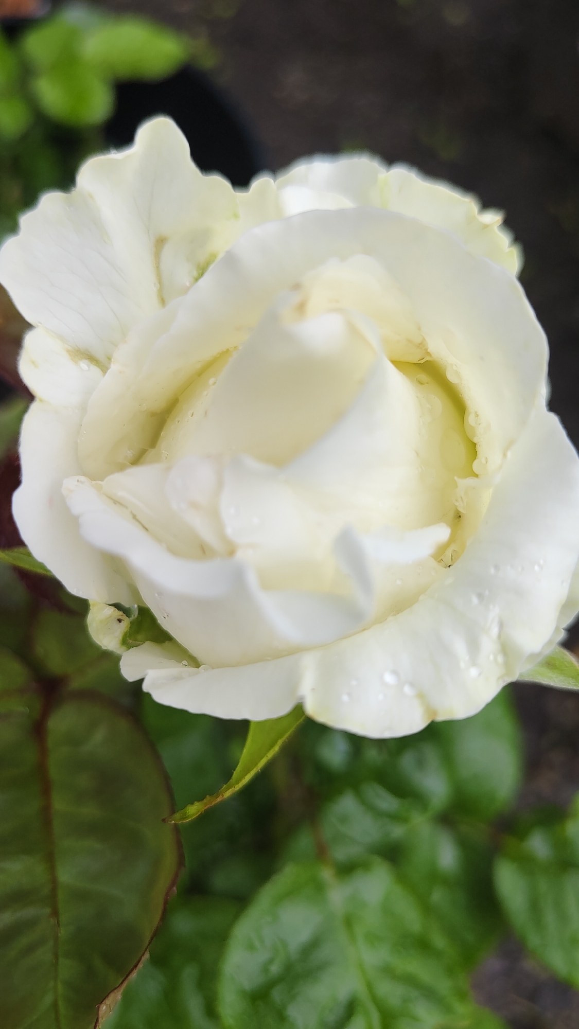 A close-up, top-down, vertical shot focuses on a white rose in bloom. The rose is centered in the frame and appears slightly moist, with visible water droplets on its petals. The petals are soft and curved, showcasing the rose's delicate structure. The background is blurred, consisting of green foliage and dark soil, suggesting an outdoor garden setting, possibly in Krasnoyarsk, Russia, though no specific landmarks are visible to confirm the location within the city. No people or animals are present in the image.