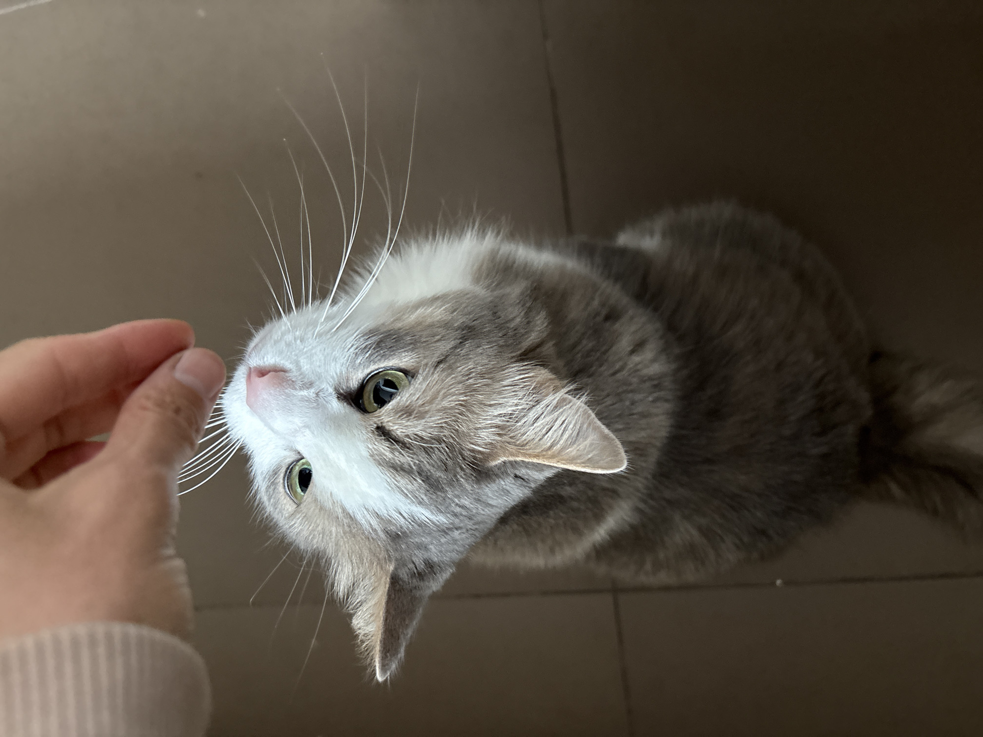 A close-up, high-angle shot captures a domestic cat interacting with a human hand in an indoor setting in Ulyanovsk, Russia. The cat, with striking green eyes, white and various shades of grey fur, and distinct white whiskers, is looking upwards directly at the human hand. Its head is tilted, giving a curious and expectant expression. The fur around its face is predominantly white, transitioning to grey and light brown/tan patches on its head and body.
A person's hand, with light skin, is extended into the frame from the left, positioned near the cat's nose. The fingers are slightly curved, appearing to hold or offer a small, indistinct object, possibly a treat, to the cat. A light-colored, ribbed sleeve is visible on the human's wrist.
The background consists of a plain, light brown/beige tiled floor with faint grout lines, indicating an indoor environment. The lighting is soft and even, suggesting either natural daylight from a window or good artificial illumination. The cat's posture and direct gaze indicate an engagement with the hand, likely anticipating food or attention. No text is visible in the image.