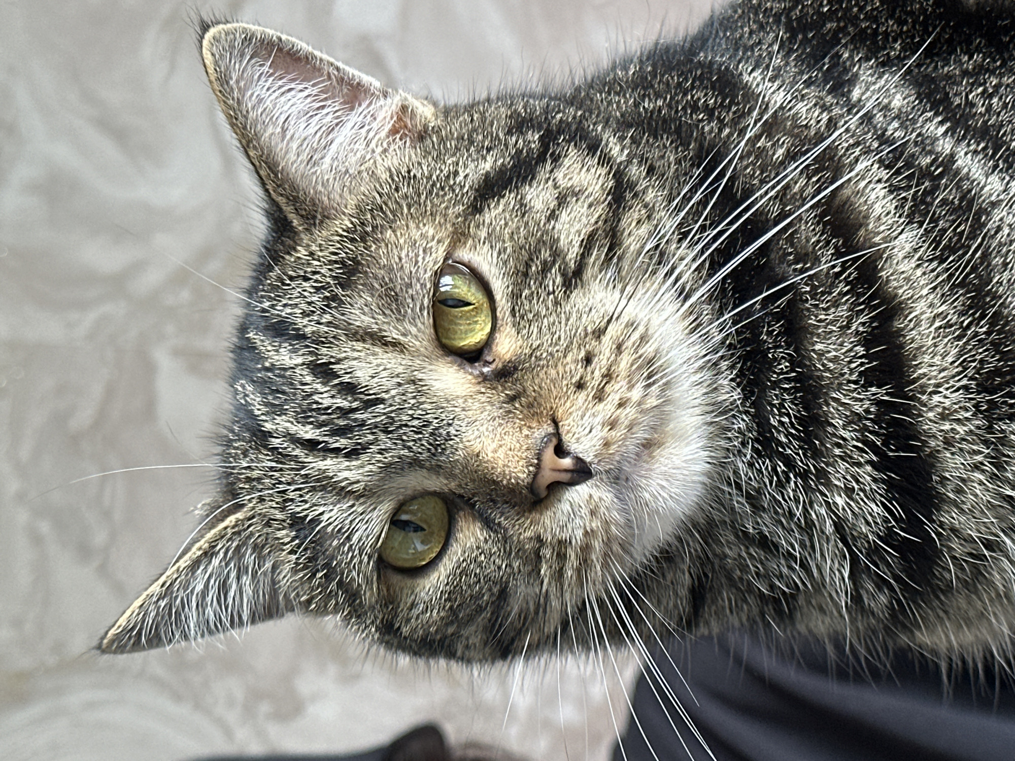 A close-up, eye-level shot features a tabby cat with striking green eyes. The cat's fur displays a pattern of brown, black, and white stripes. Its face is the primary focus, with prominent whiskers extending outwards. The background is softly blurred, suggesting an indoor setting, possibly a room with textured walls. The lighting appears to be natural, illuminating the cat's features and highlighting the texture of its fur. The cat is positioned centrally in the frame, looking directly at the viewer.