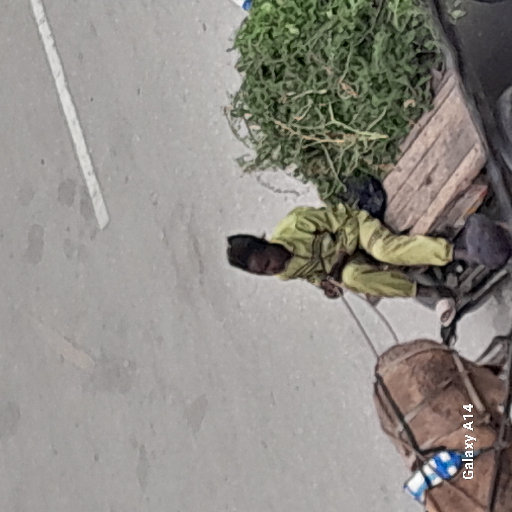 The image depicts a street scene, likely in Unknown, Unknown. A person wearing light green clothes is seated on a wooden cart, which is laden with green vegetation. A horse is harnessed to the cart. The scene is captured from an elevated perspective. The roadway is paved with what appears to be asphalt, marked by a white line.