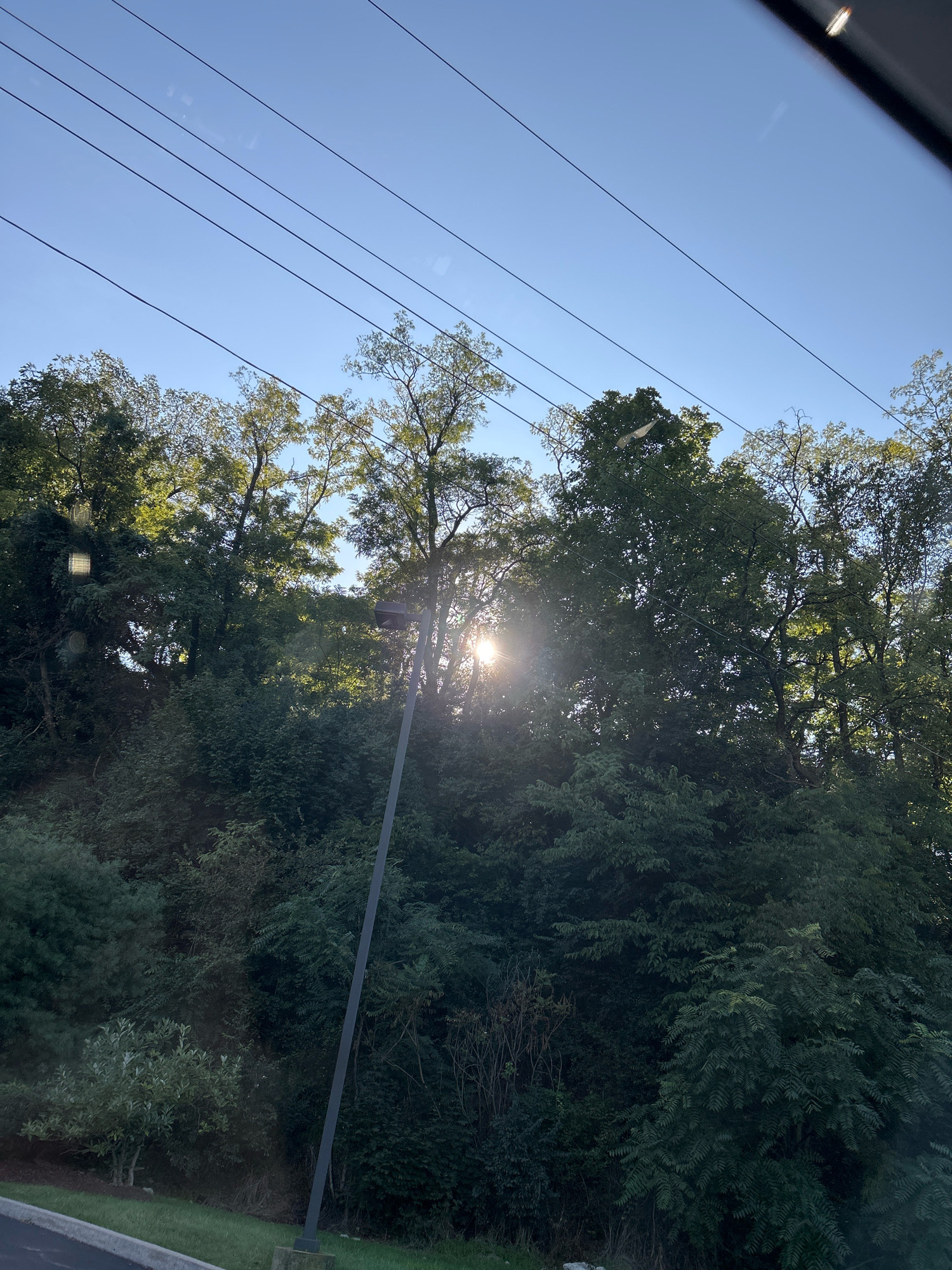 The image depicts a view of a treeline against a bright blue sky with power lines crisscrossing overhead. The sun is shining brightly through the leaves of the trees, creating a lens flare effect. A dark gray utility pole stands on the right side of the image, with its base obscured by foliage. The bottom left of the image shows a portion of a paved surface, possibly a road or parking lot, with a strip of green grass next to it. The overall scene appears to be an outdoor, natural setting within or near a city.
