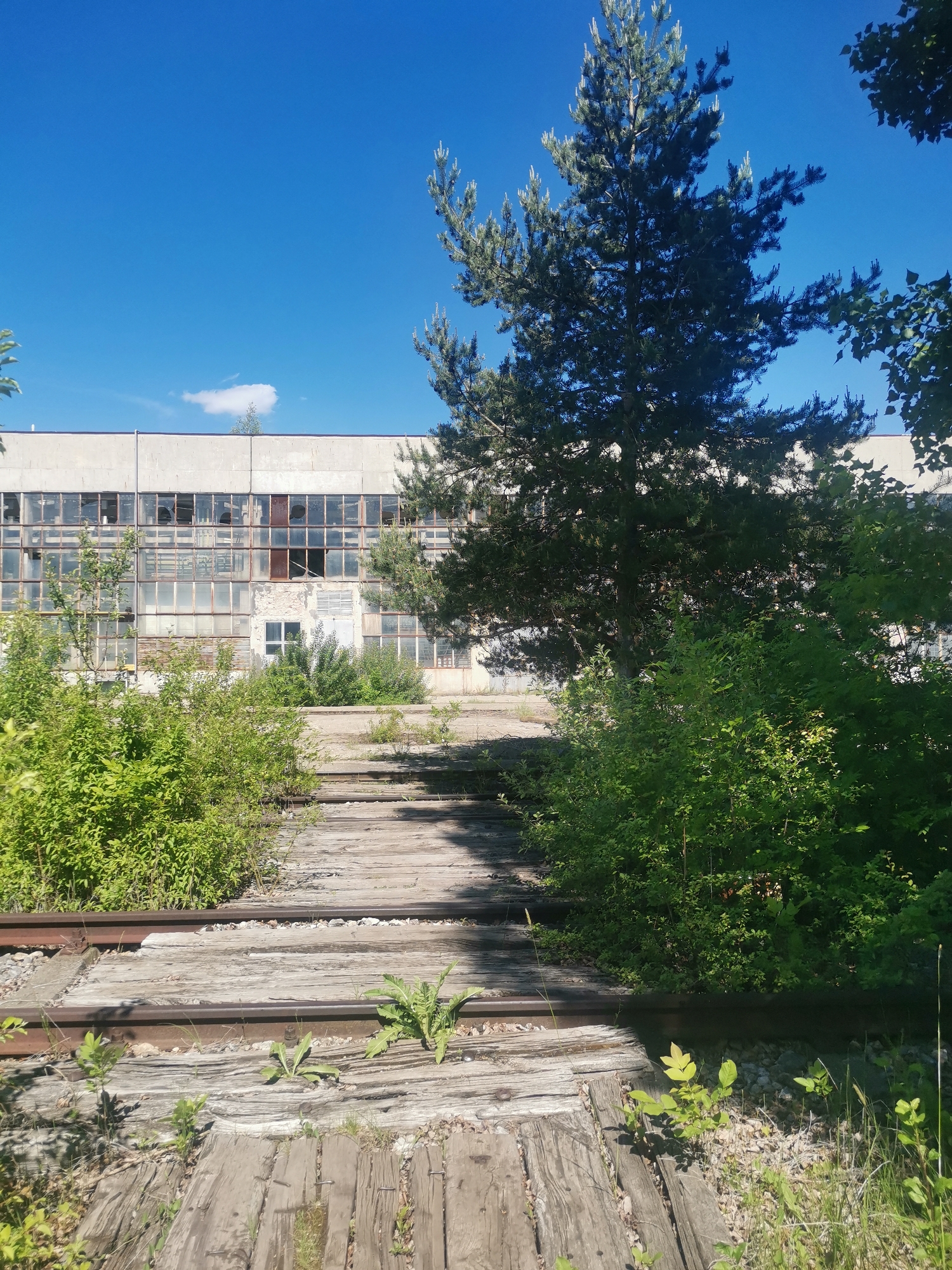 The image depicts an abandoned railway leading toward a derelict industrial building, possibly a factory or warehouse, in Zhivkovo, Bulgaria. The railway tracks are overgrown with vegetation, including bushes and small plants sprouting between the weathered wooden sleepers. The building in the background has numerous windows, many of which are broken or missing, indicating disuse and decay. The facade of the building is concrete. A large tree partially obscures the view of the building. The sky is clear and blue. There is no visible human activity.