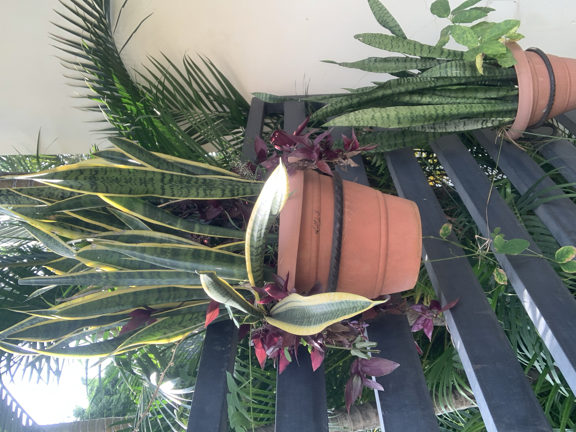 This image captures a close-up of potted plants on an outdoor balcony or patio. The primary subjects are several snake plants (Sansevieria trifasciata), distinguished by their tall, stiff, sword-like leaves with green and yellow variegation. One snake plant is in a terracotta-colored pot hanging from a dark gray railing. Another snake plant is in a similar pot situated on the ground. Interspersed among the snake plants are smaller, trailing plants with burgundy and green leaves, and a vine with small green and yellowing leaves. The railing is made of dark gray, horizontally oriented slats. In the background, palm fronds and other lush green foliage are visible, suggesting a tropical or subtropical environment. A portion of a white wall is present on the right side of the frame. The lighting indicates it is daytime, with sunlight filtering through the leaves. The scene is devoid of any people or overt human activity.
Given the visual cues of lush greenery, palm trees, and outdoor living spaces commonly found in such climates, and considering common outdoor aesthetic preferences, this scene is highly characteristic of a residential balcony or patio in a well-maintained urban environment like Abuja, Nigeria. The combination of ornamental plants, functional railing, and terracotta pots is consistent with typical landscaping and home decor in the city.