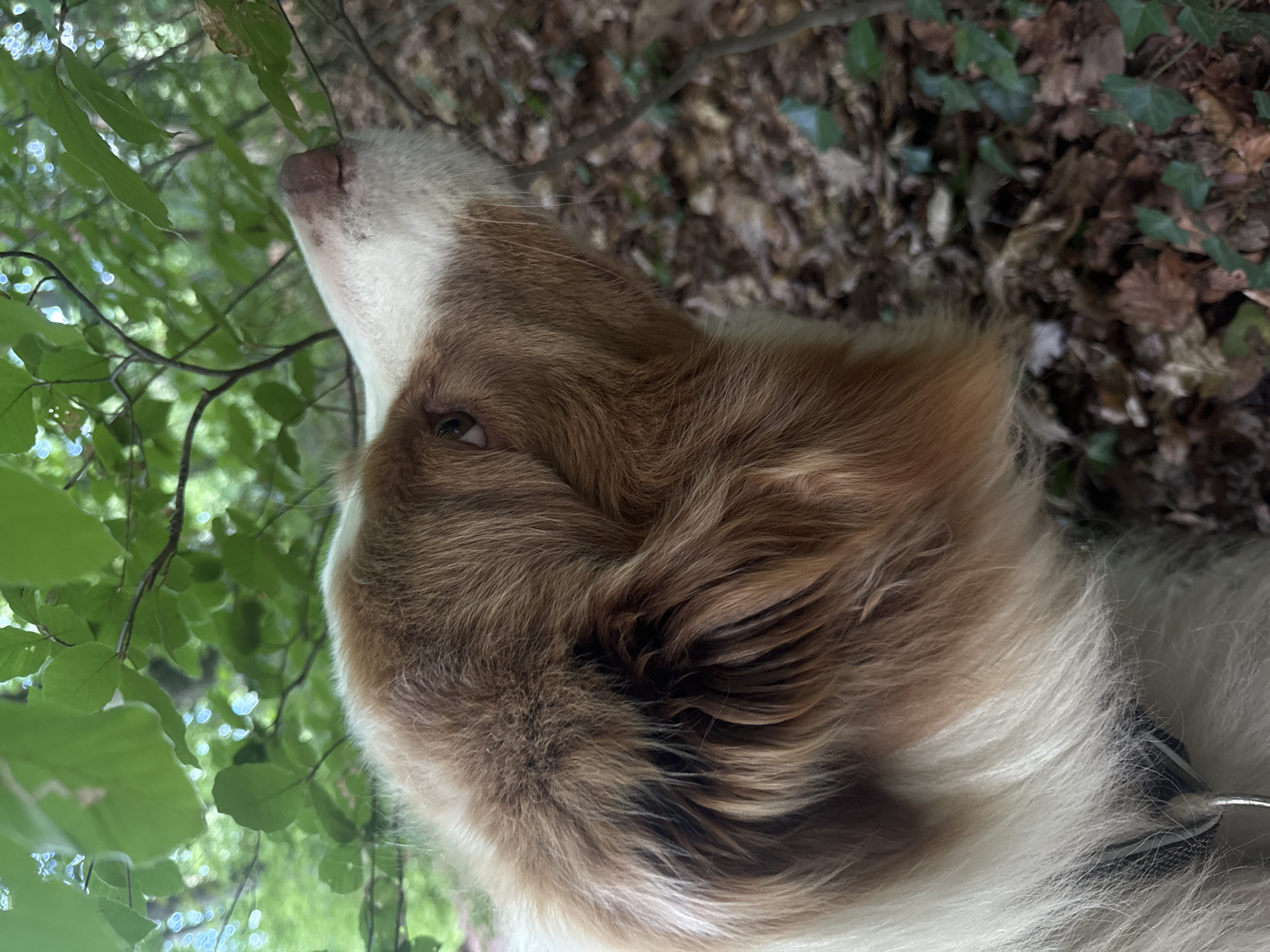 An Australian Shepherd dog is shown in close-up, its head angled towards the right and slightly upwards, sniffing a thin branch. The dog has reddish-brown and white fur, with a prominent white blaze on its nose and chest. Its brown eye is visible, looking upwards. The background is a natural, outdoor setting, likely a forest or wooded area, with lush green leaves from trees overhead and a forest floor covered in fallen leaves and some green ivy. The lighting suggests it is daytime, with dappled sunlight filtering through the foliage. The dog is wearing a black collar.