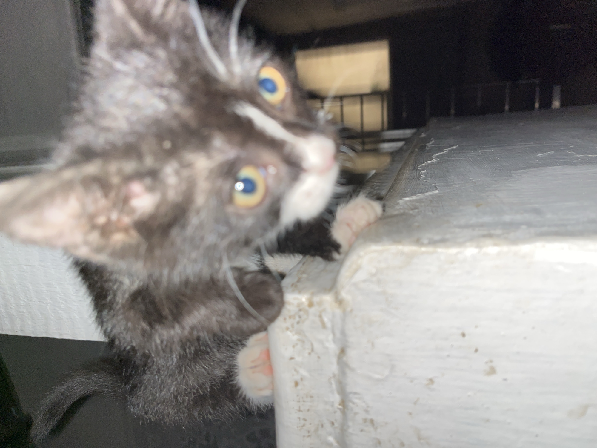 A kitten is perched on a white ledge. The kitten is black and white with yellow eyes and pink paw pads. Its body is mostly black with some white markings on its face and chest. The ledge appears to be made of concrete or a similar material and has a slightly rough texture. In the background, there are dark shadows and some indistinct shapes, suggesting an outdoor or dimly lit environment. The image is taken from a low angle, looking up at the kitten. There is no visible indication of the specific location within Мазанское сельское поселение, Ukraine.