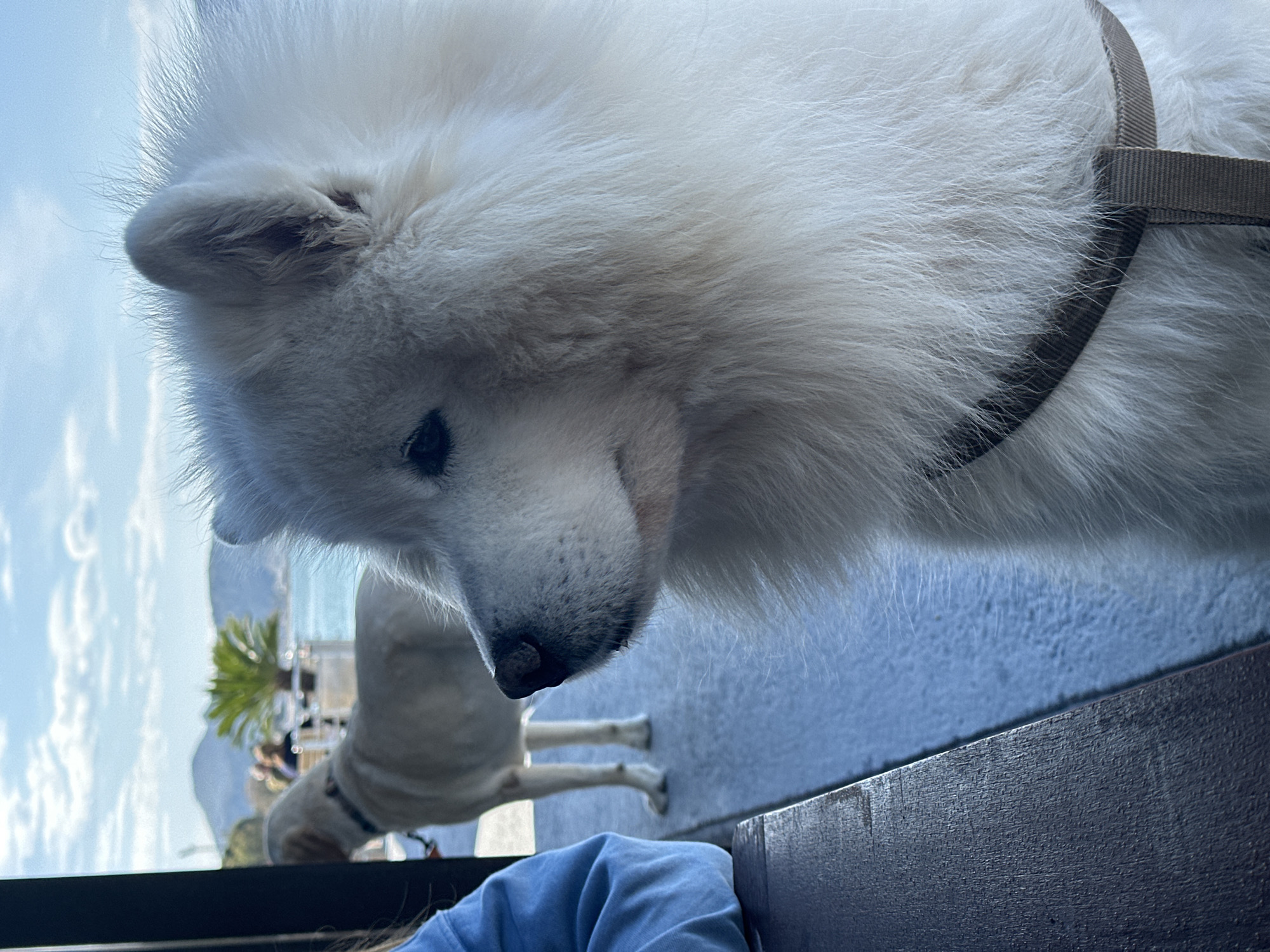 A close-up, low-angle shot depicts a white Samoyed dog looking down, wearing a brown harness. In the background, another lighter-colored dog stands. The sky is blue with some clouds. A wooden table or railing is in the foreground. In the background, a body of water is visible with palm trees and buildings. The location is likely in Bar, Montenegro, given the prompt.