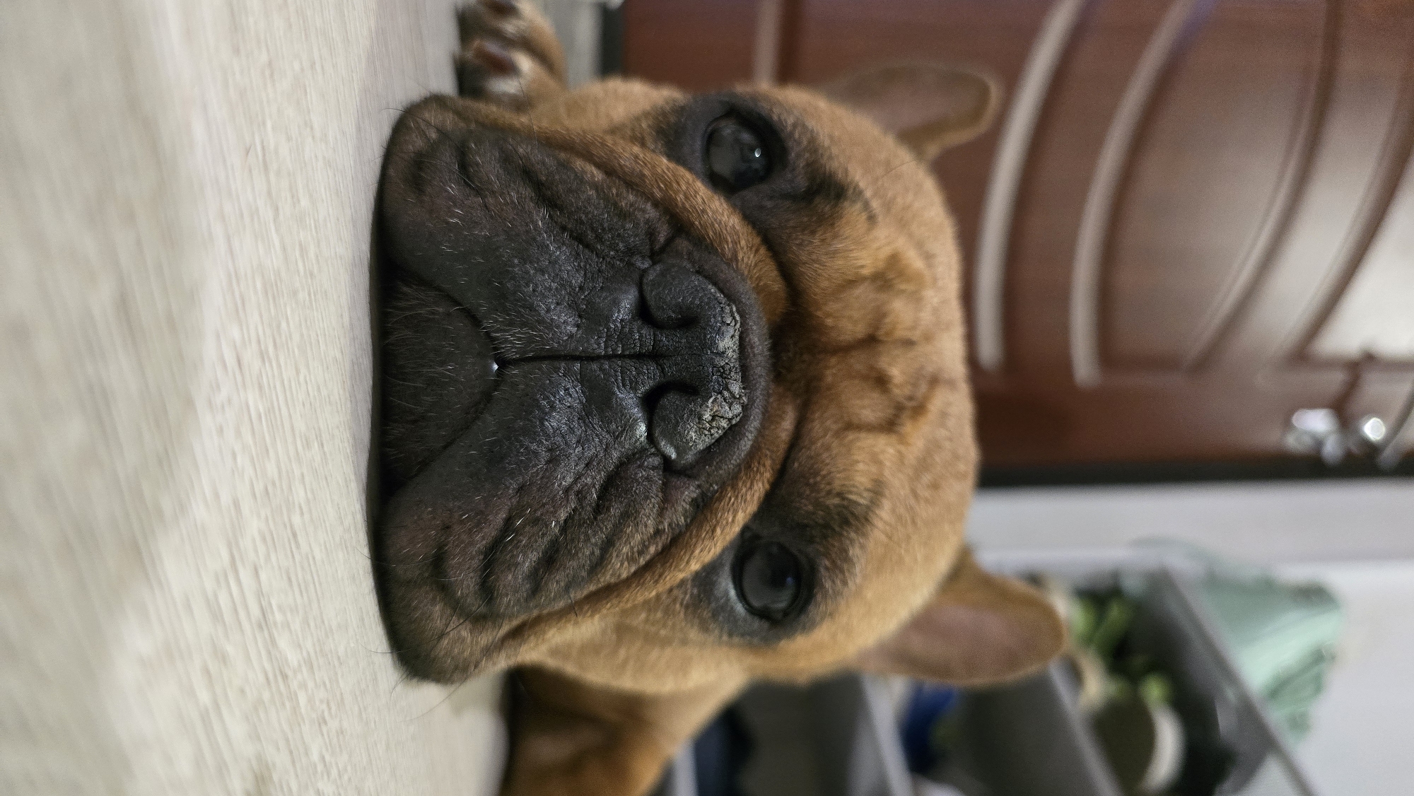 A French Bulldog with brown fur is lying on a light-colored wooden floor, resting its head and snout. The dog's eyes are open and looking forward. The background shows a closed wooden door with horizontal lines and a blurry glimpse of shelves with some items. The scene is indoors and appears to be in a residential setting.