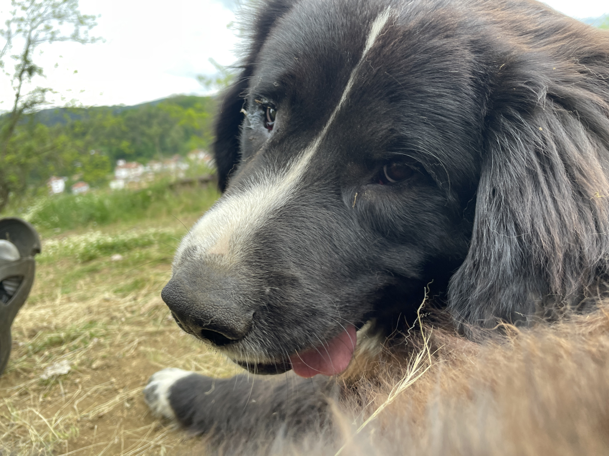 A close-up photograph features a black and white dog in a field, with its tongue slightly protruding. The dog appears to be lying down, and its head is prominently positioned in the foreground. In the background, there is a view of the city of Zlatograd, Bulgaria, with green trees and several houses with red roofs visible on a hillside. The sky is overcast. A portion of an unidentifiable black object is visible on the lower left side of the frame.