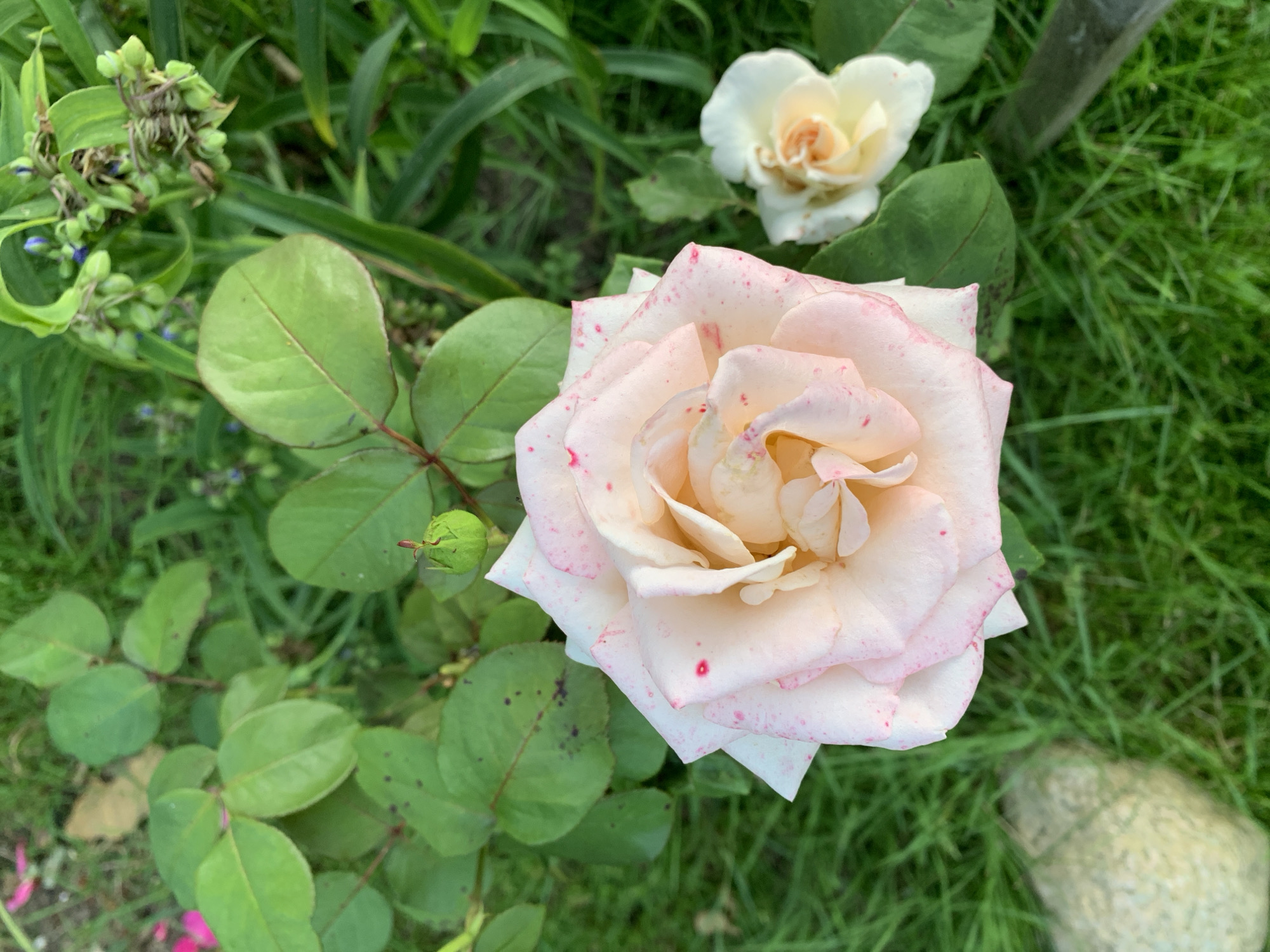 An overhead shot of a light pink rose with red speckles on its petals sits in the center of the frame. To the right and slightly behind it is a smaller, unfurling white rose. The roses are surrounded by green leaves and blades of grass, with a small green bud on a stem to the upper left of the main rose. The background is blurred, showing more greenery and some small blue flowers in the upper right. The scene appears to be a garden in Капцёўскі сельскі Савет, Belarus.