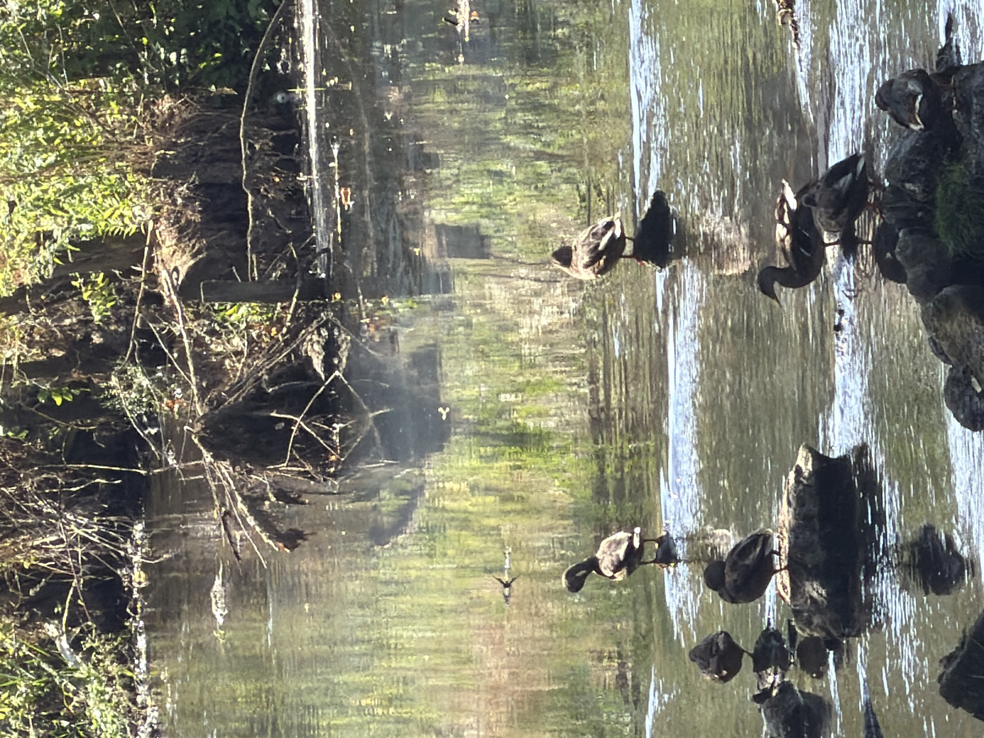 This image shows a shallow, murky body of water with several ducks. The ducks are positioned on rocks and in the water. The environment appears to be natural, with vegetation visible on the banks. The water reflects the surrounding greenery and sunlight, creating a dappled effect. No people are present in the image. The scene is calm and depicts a natural habitat for the ducks. The location in Esch-sur-Alzette, Luxembourg, is not evident from the image itself.