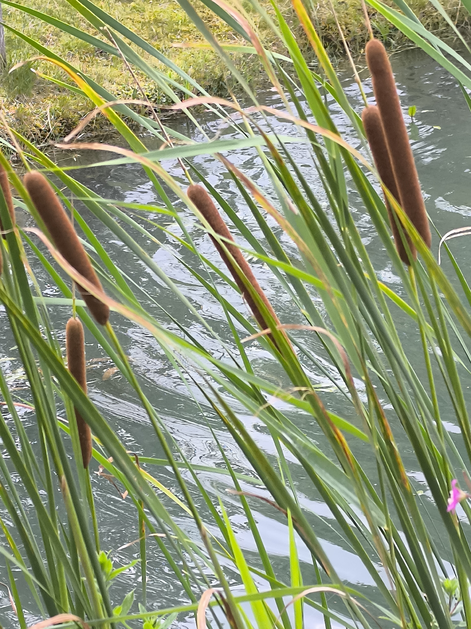 In the city of Mažučiai, Lithuania, a photograph captures a close-up view of cattails growing beside a body of water. The foreground is dominated by the vertical green stalks and brown, cylindrical seed heads of the cattails. These plants are dense and appear to be growing in or very near the water. The water itself is visible in the background, characterized by its murky, rippling surface, reflecting the overcast sky and the surrounding greenery. The overall impression is one of a natural wetland or pond edge, with the cattails forming a significant part of the immediate environment. There are no people or animals present in the image.