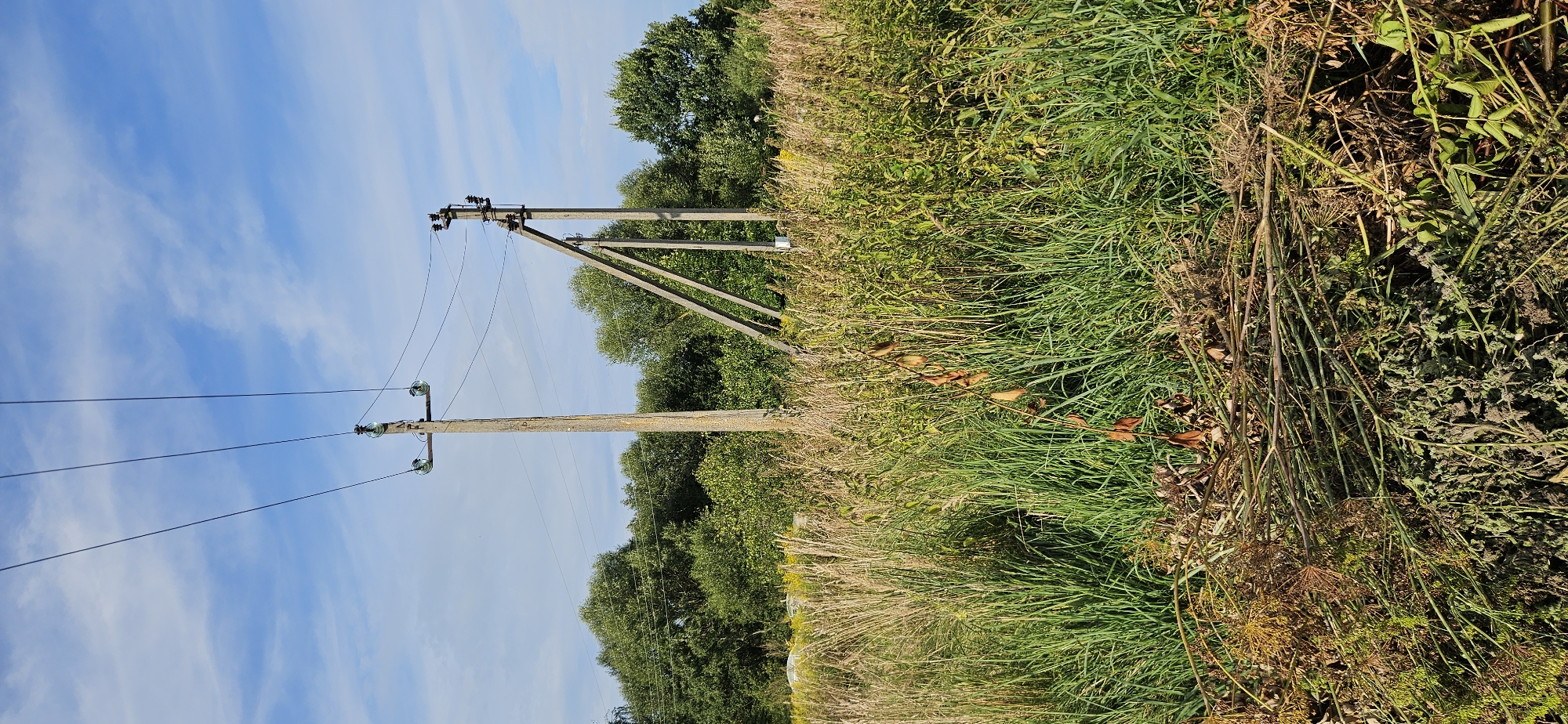 This is a vertical, eye-level, outdoor, daytime photograph taken in Мазалаўскі сельскі Савет, Belarus. The image depicts an overgrown field with tall grass and weeds in the foreground. Two wooden utility poles with power lines are visible in the middle ground. The pole on the left is a single vertical pole, while the pole on the right is supported by diagonal wooden beams. Behind the poles, a dense line of green trees forms the background. The sky above is blue with scattered white clouds. There are no people or animals visible in the scene. The overall impression is one of a rural, somewhat neglected landscape under a clear sky.
