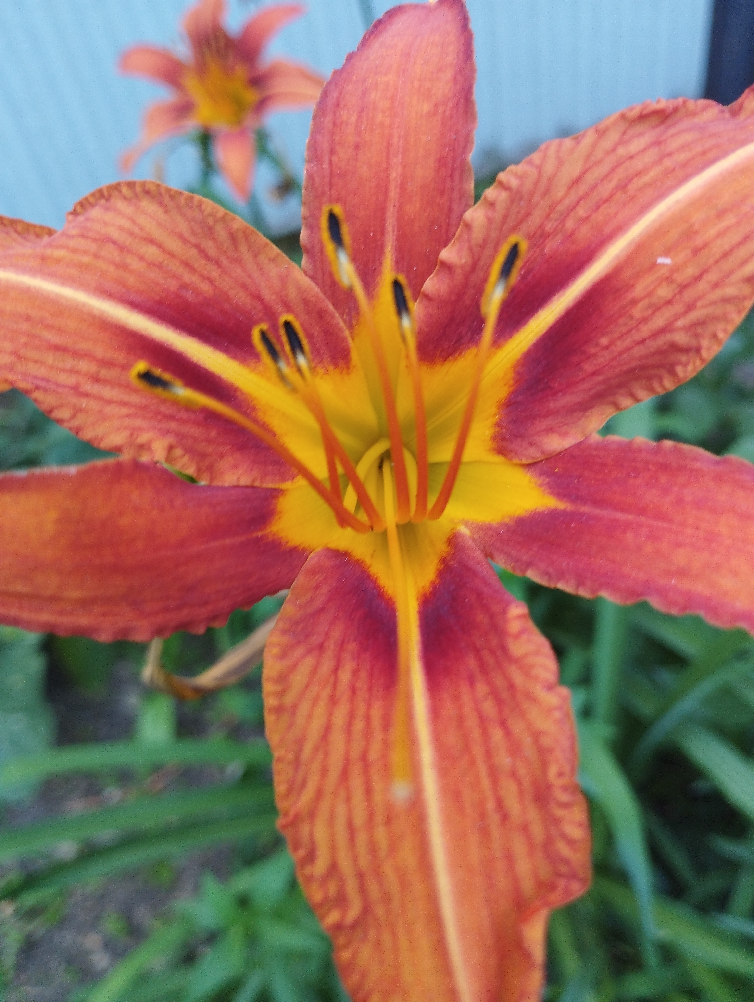 An extreme close-up shot focuses on the center of a vibrant orange lily with a yellow interior. The lily's petals, tinged with red at the edges, exhibit delicate veins. Visible are the stamens tipped with black anthers, and parts of the pistil. The background is softly blurred, showing green foliage and a light blue wall. This image was taken in Temirtau, Kazakhstan.