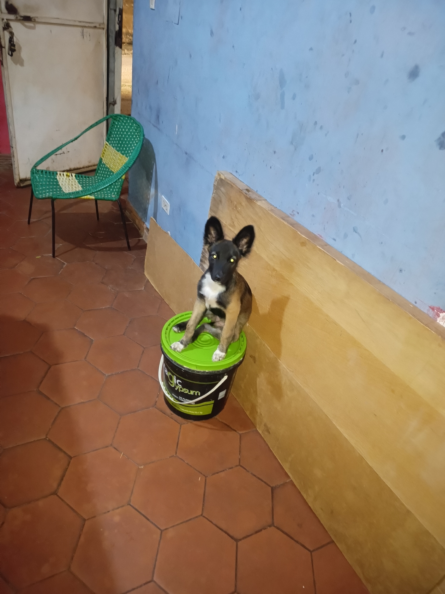 A young brown and white dog with large ears is sitting on top of a green bucket. The dog is looking directly at the camera with its eyes slightly dilated. The bucket has some text on it that reads "Magic Gypsum". The dog and bucket are positioned on a terracotta hexagonal tiled floor. Behind the dog, there is a large wooden structure that appears to be unfinished or being used for storage. To the left, there is a green woven chair with a yellow accent. The background wall is painted a light blue and shows some signs of wear and tear. The scene appears to be indoors, possibly in a workshop or storage area, in Juan Griego, Venezuela.