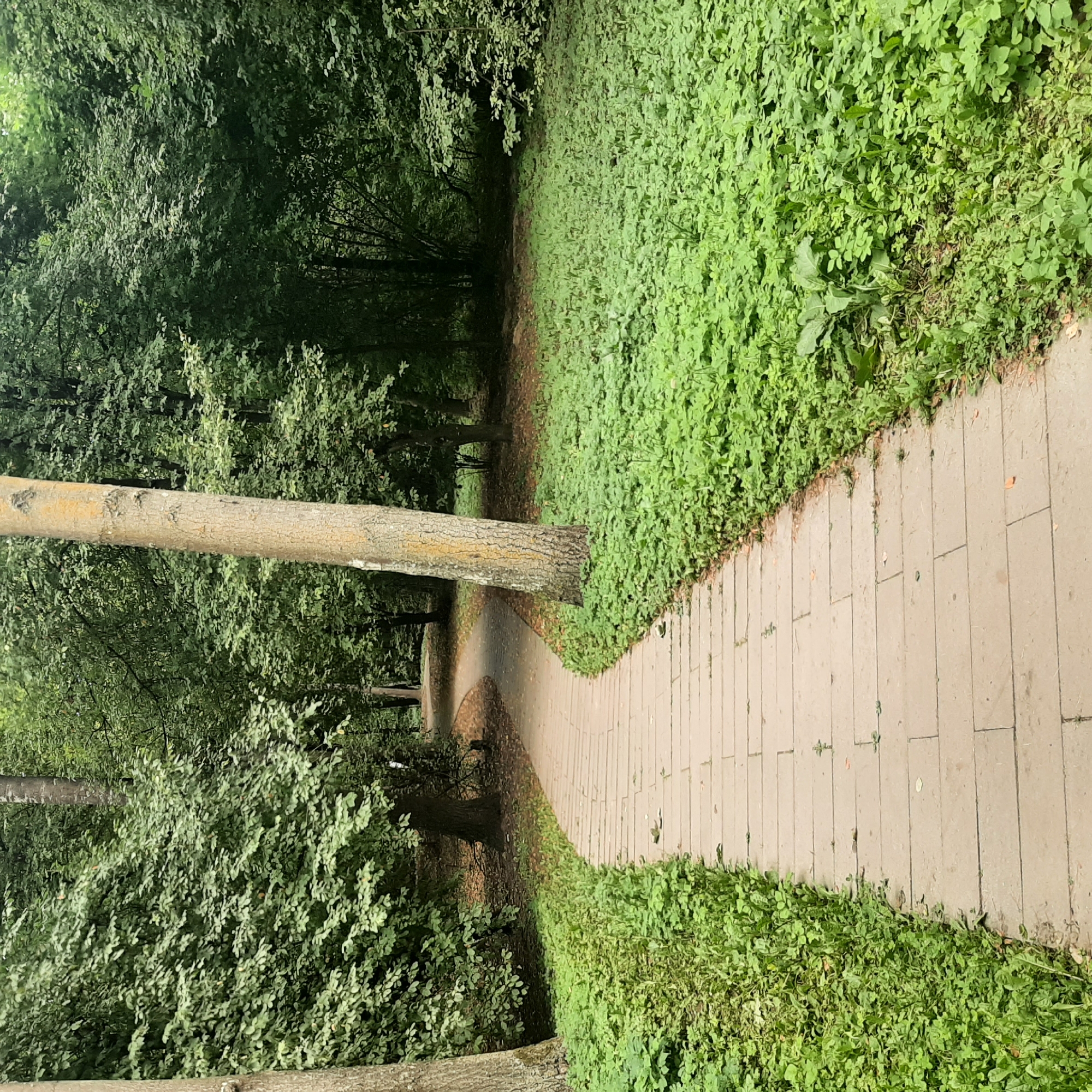 A paved pathway curves through a lush park. The pathway is constructed of light-colored rectangular stones laid in a brick pattern. To the left of the pathway, abundant green foliage grows densely, forming a vibrant border. To the right, the green vegetation extends further, forming a low-lying ground cover with scattered larger leaves. In the background, the pathway continues, winding further into a dense forest with tall trees and thick green canopies. The light suggests it is daytime, likely overcast as there are no strong shadows. The scene is natural and serene, suggesting a public park or garden.