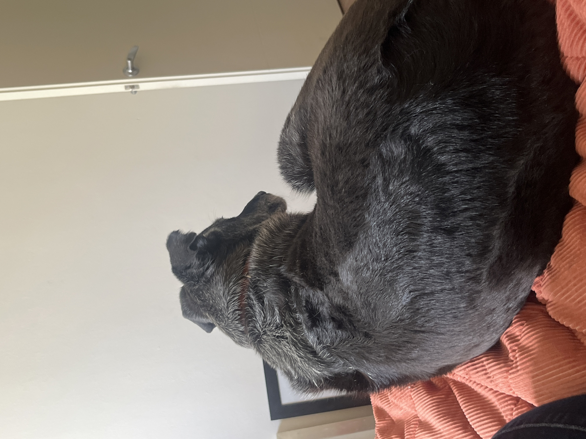 A medium-sized, black dog is lying curled on an orange corduroy blanket. The dog's head is visible on the left side of the frame, facing towards the top left. A dark picture frame is partially visible under the dog. The background consists of a plain, light-colored wall with a chrome hook protruding from the top left.
There is no information to suggest that the image was taken in Huixquilucan de Degollado, Mexico, so I cannot provide the city's location.