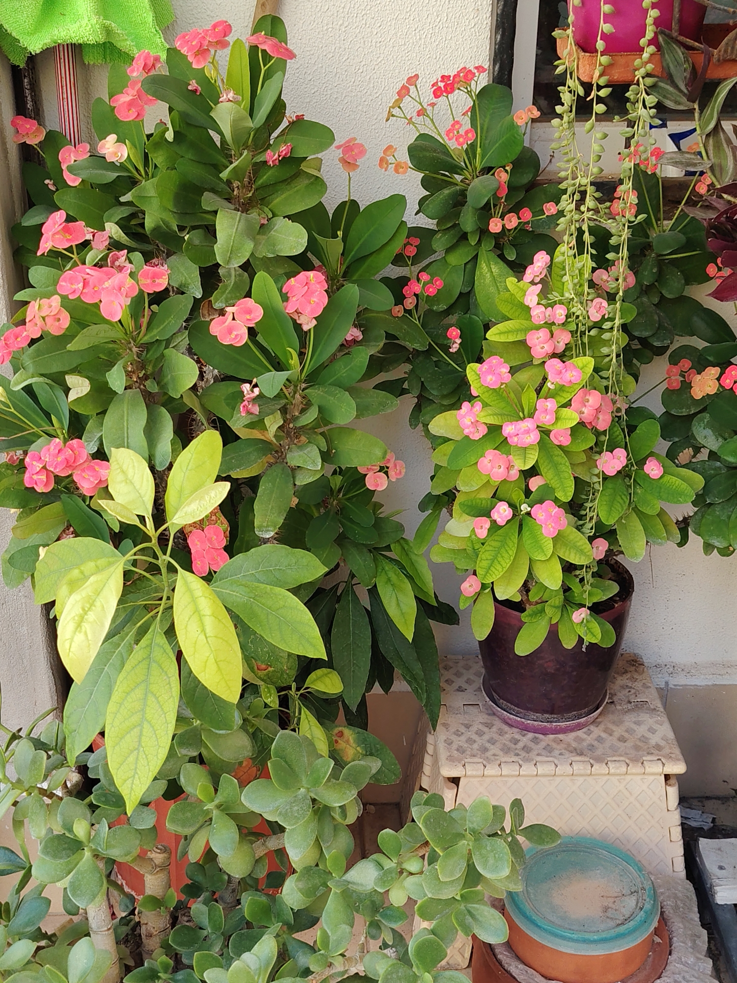 The image shows a collection of potted plants outdoors, likely on a patio or balcony, with a white textured wall in the background. In the foreground, a jade plant with thick, rounded green leaves and woody stems is prominently featured. To its right, there is a darker pot containing a plant with larger, lighter green leaves that appear somewhat glossy.
Behind these, and to the left, is a large plant with numerous dark green leaves and clusters of small, bright pink flowers, characteristic of the Crown of Thorns plant. To the right, another similar plant with pink and some orangish-red flowers is visible, along with a hanging plant featuring long, thin stems with small, bead-like leaves or buds, some of which are pinkish.
The plants are arranged in various pots, including a dark reddish-brown pot on a light-colored, textured plastic stool, and another pot partially visible to the left which is reddish-brown. A light blue lidded container sits next to a terracotta pot in the lower right of the image.
The overall impression is one of a well-tended collection of decorative plants in an outdoor setting, suggesting a residential or commercial space in a climate suitable for these species. The presence of these plants, particularly succulent varieties and flowering shrubs, is consistent with the Mediterranean climate found in areas like Konyaaltı, Turkey.