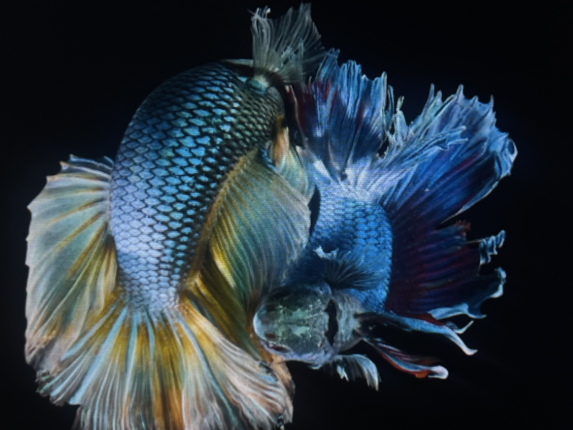 This is a close-up, high-angle shot of two Betta fish. The fish have vibrant blue and yellow scales and flowing fins. One fish is positioned above and slightly behind the other, with its head facing forward. The other fish is below and slightly to the right, facing downwards. The background is completely black. There are no people or any elements of a city environment present in the image. Therefore, it is impossible to determine any location in Casablanca, Morocco.