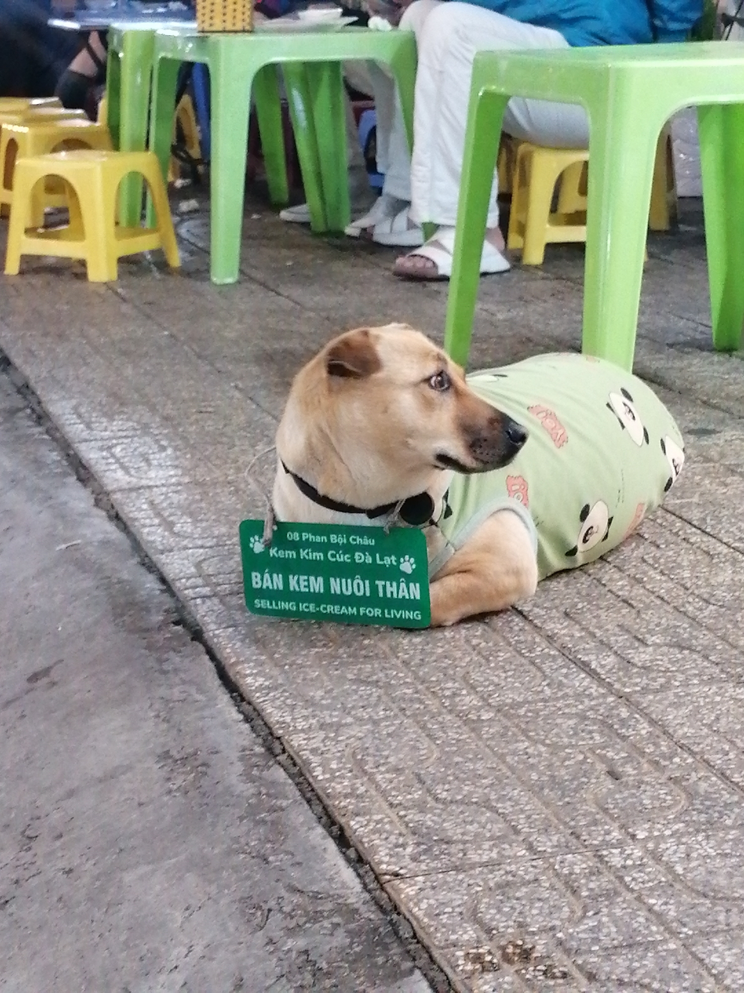 The image depicts a medium-sized, short-haired, tan-colored dog wearing a light green shirt with a panda print, lying on a patterned concrete sidewalk. The dog has a black collar. A green, tag-like sign hangs around the dog's neck that reads "08 Phan Bội Châu Kem Kim Cúc Đà Lạt BÁN KEM NUÔI THÂN SELLING ICE-CREAM FOR LIVING."
In the background are a number of green, plastic tables and chairs. Some people are seated at these tables, one wearing white pants and another wearing a blue jacket. Small yellow stools are also visible. The setting appears to be a street in Da Lat, Vietnam, based on the signage.