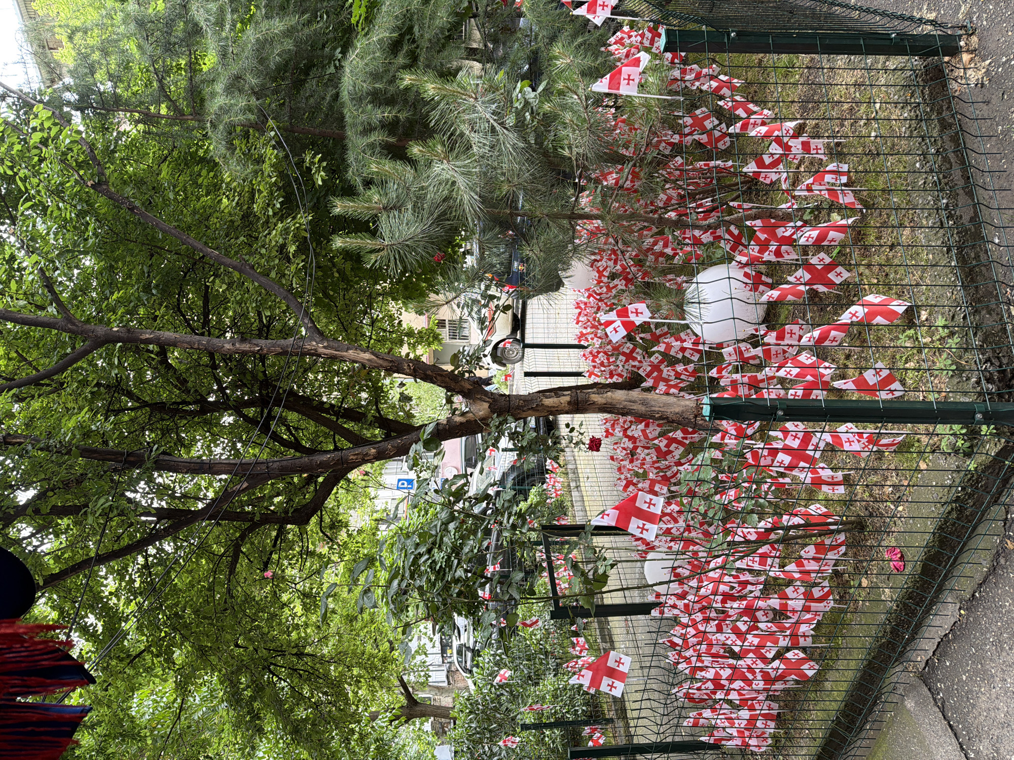 This is a street scene in Tbilisi, Georgia. A green, metal fence encloses a small plot of grass and shrubs. Hundreds of miniature Georgian flags are stuck into the grass and attached to the fence and plants. Trees are visible in the background and foreground, including a leafless tree branch. A car and other buildings are visible in the background, suggesting an urban environment.