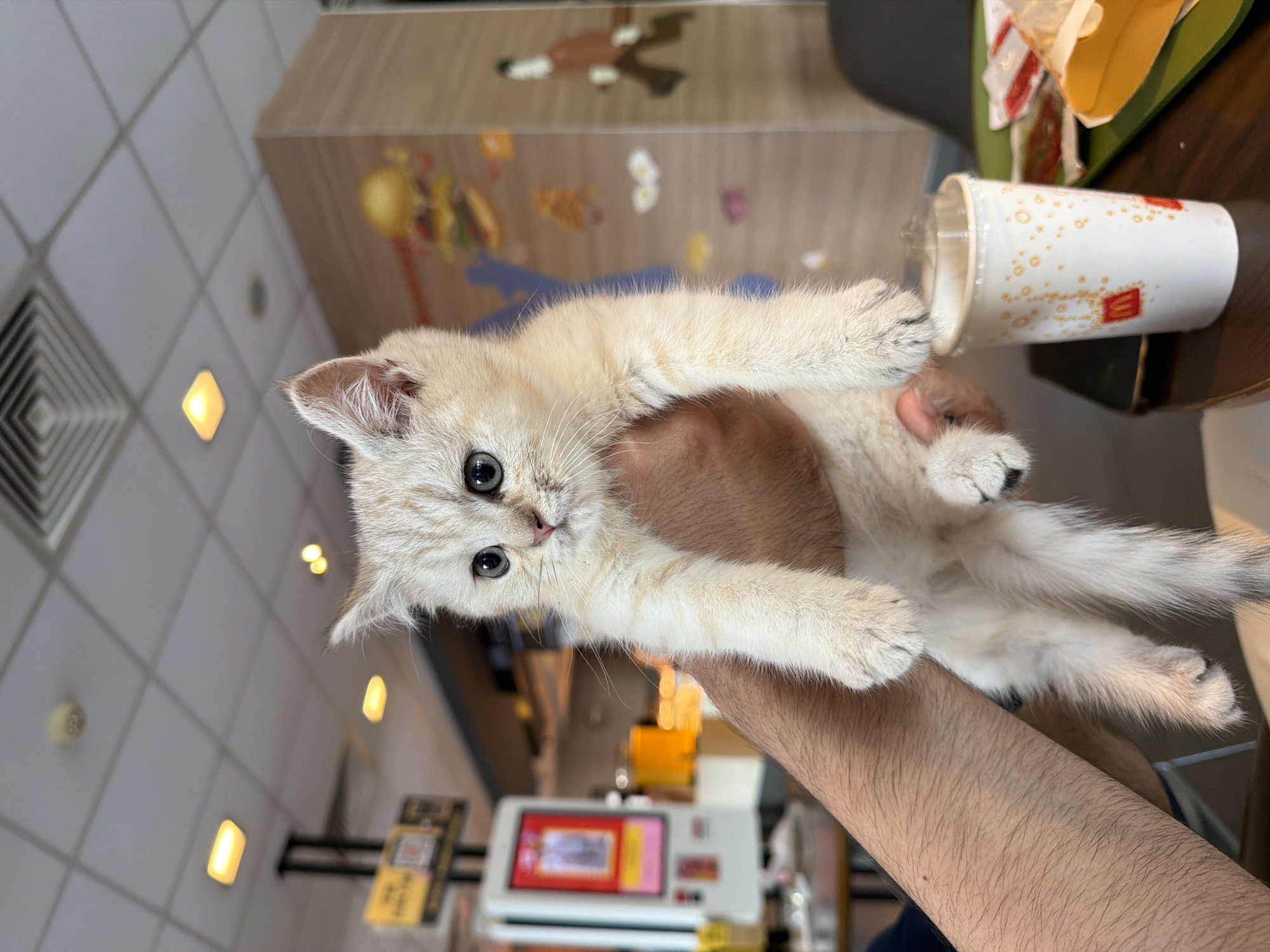 A light-colored kitten with prominent blue eyes and light, fluffy fur is held aloft by a person's arms in this indoor photograph. The kitten, which appears to be a cream or very pale tabby, looks directly at the camera with an alert expression. The person's arms are visible supporting the kitten from below, their skin lightly tanned with visible arm hair.
The setting appears to be a well-lit commercial establishment, likely a fast-food restaurant. To the right of the kitten, a white paper cup with the distinct red and yellow McDonald's logo and orange bubble-like patterns rests on a dark table or counter. The background features light-colored tiled flooring and a ceiling with square recessed lights and vents. Behind the kitten, there's a decorative wooden-patterned wall or counter adorned with colorful cartoon figures, further suggesting a family-friendly restaurant environment. In the lower background, a digital self-service kiosk or payment terminal with a bright screen can be seen. The overall ambiance is bright and casual, consistent with a McDonald's restaurant in an urban area like Chongqing High-tech Zone.