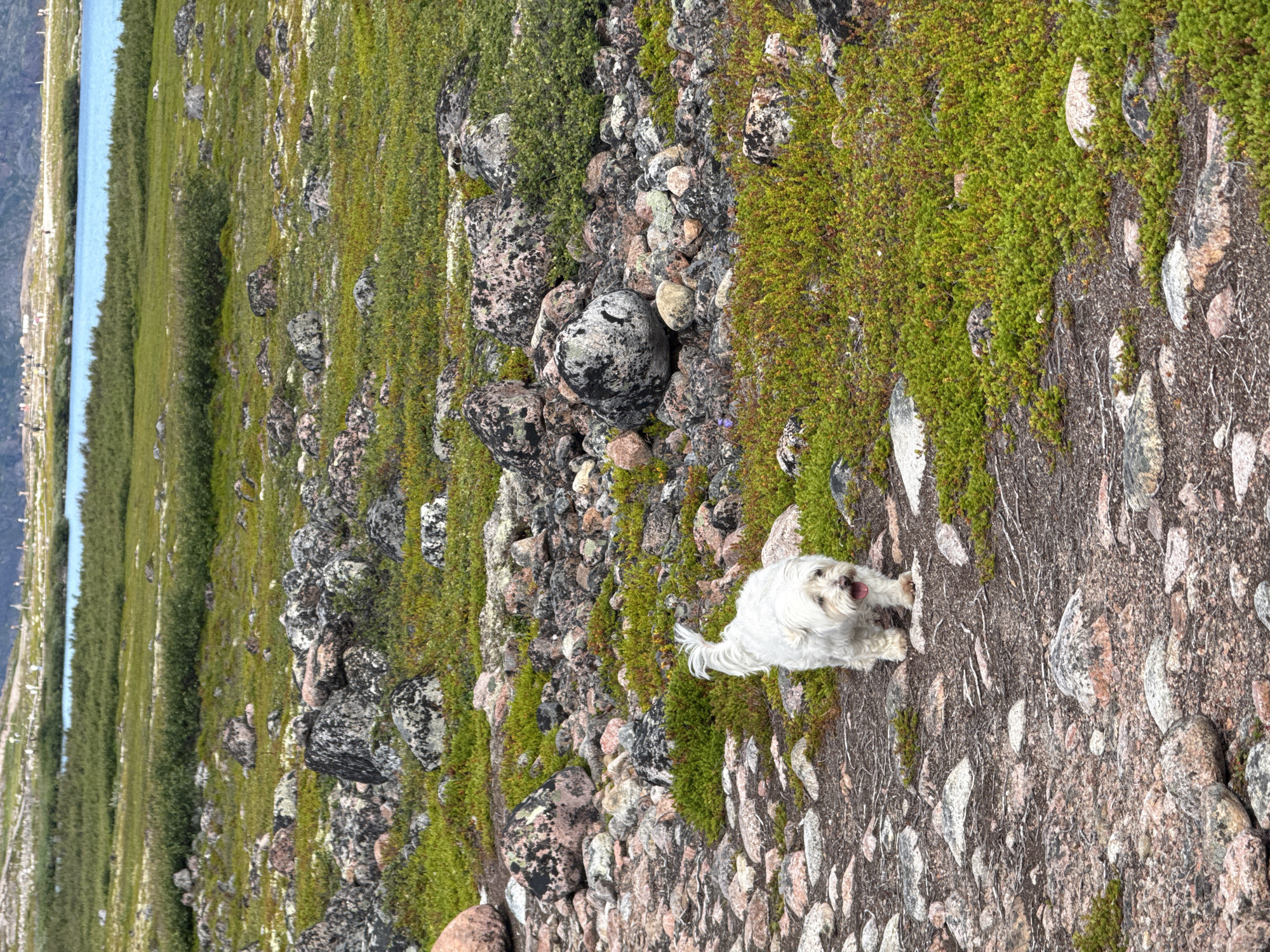 A white, fluffy dog with its tongue out stands on a rocky path in a natural landscape near Teriberka, Russia. The dog is facing the camera and appears to be panting. The path is made of various sized rocks and is surrounded by low-lying green vegetation and more rocks of different colors and textures. In the background, a body of water, possibly a lake or the Barents Sea, is visible, with a green, hilly landscape beyond it. There are several small, white posts visible in the distance on the far shore of the water, suggesting a marker or settlement. The overall scene is one of a natural, outdoor environment, likely in the Arctic region due to the vegetation and terrain.