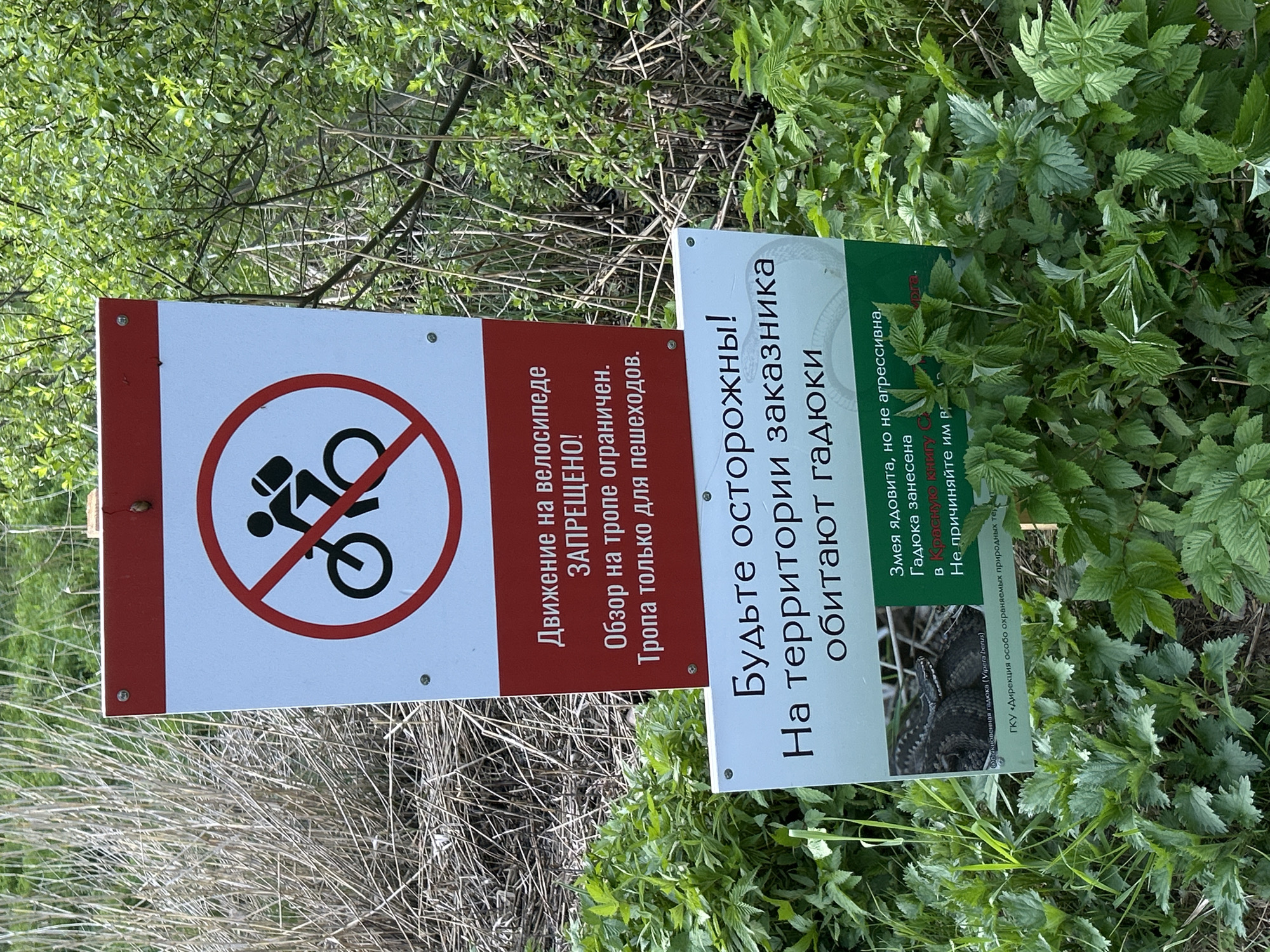 The image shows two signs in a natural setting, likely a park or protected area. The sign on the left has a red circle with a diagonal line through a person on a bicycle, indicating that cycling is prohibited. The text on the sign reads "Движение на велосипеде ЗАПРЕЩЕНО! Обзор на тропе ограничен. Тропа только для пешеходов." (Cycling is prohibited! Visibility on the path is limited. The path is only for pedestrians).
The sign on the right is a warning about snakes. The text reads "Будьте осторожны! На территории заказника обитают гадюки" (Be careful! Vipers inhabit the territory of the reserve). The sign includes a picture of a snake and further information: "Змея ядовита, но не агрессивна. Гадюка занесена в Красную книгу" (The snake is venomous, but not aggressive. The viper is listed in the Red Book), and "Не причиняйте им вред" (Do not harm them).
The sign is attributed to "ГКУ «Дирекция особо охраняемых природных территорий" (State Institution "Directorate of Specially Protected Natural Areas").
The signs are surrounded by natural vegetation, indicating a woodland or park setting. It is suggested that this image was taken in Saint Petersburg, Russia.