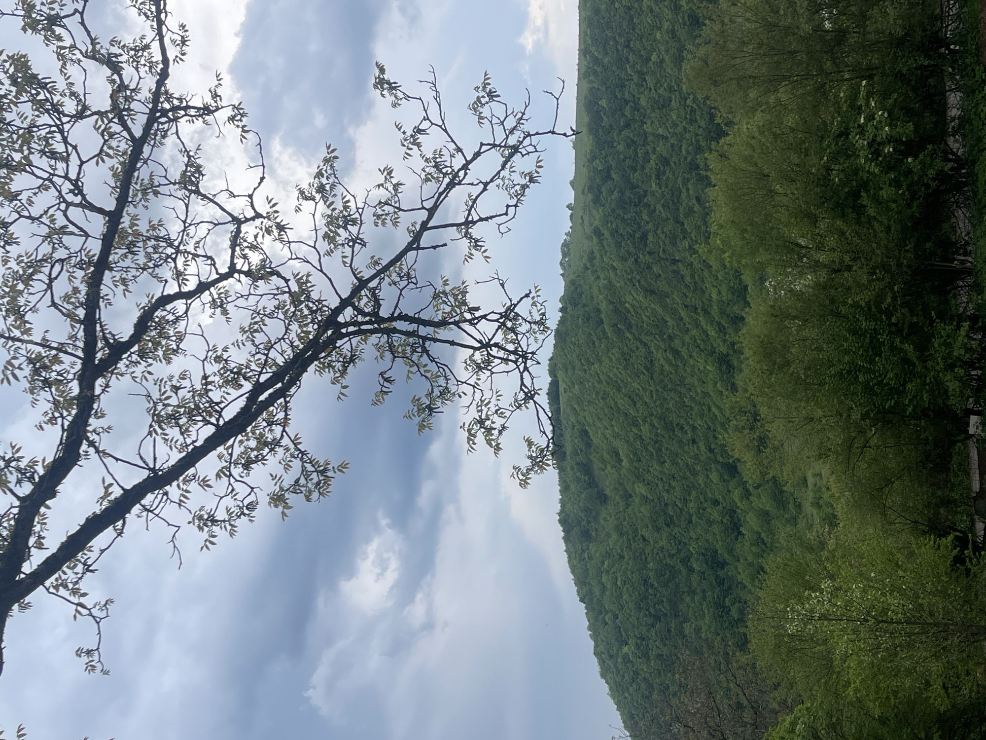 The image depicts a tree with budding leaves in the foreground against a sky with scattered clouds. Adjacent to the sky and tree is a hillside covered in lush, green vegetation. The location is likely in a natural area near or around Chiatura, Georgia, given the vegetation and terrain. There are no discernible people, subjects, objects, or actions aside from the natural elements presented. The environment is defined by natural, primarily green, components.