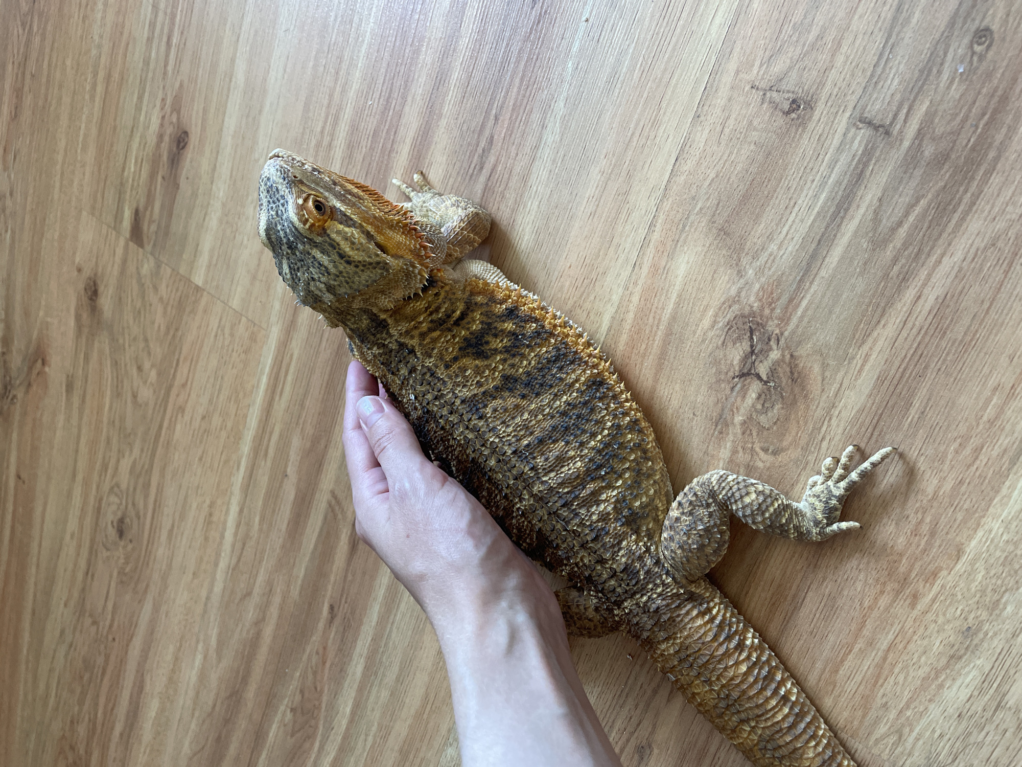 A bearded dragon lizard lies on a wooden floor, with a human hand gently resting on its back. The lizard is oriented horizontally, facing right, with its head slightly elevated. The lizard's scales are a mix of brown, yellow, and black, with some orange coloration around its head and throat. The human hand is lightly touching the lizard's dorsal side, its fingers splayed. The floor is made of light-colored wood planks with a visible grain pattern. There are no discernible city or location markers to identify it as being in Hrodna, Belarus. The image is taken from a top-down perspective.